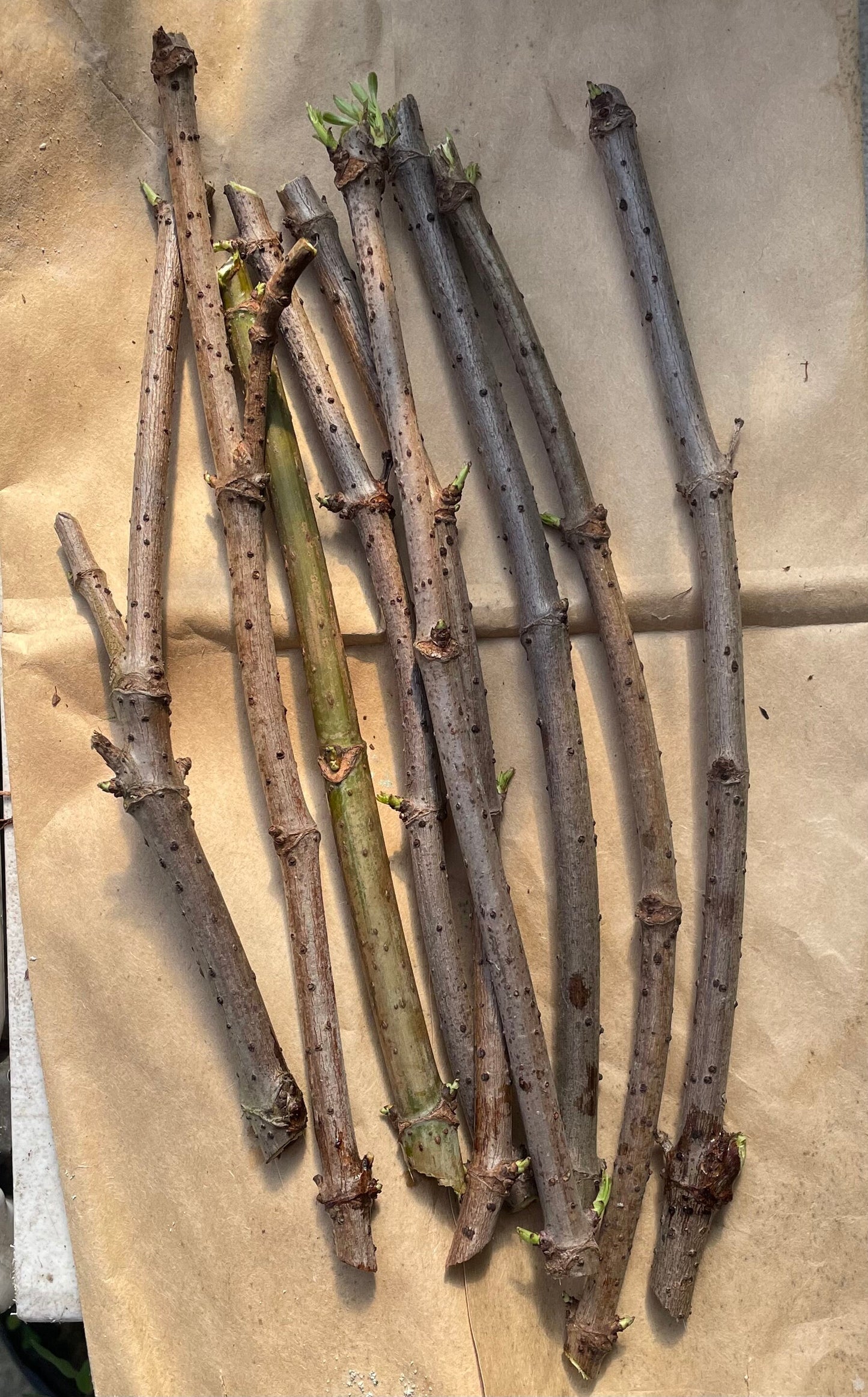American Elderberry Cuttings, Sambucus Canadensis, American elder, American elderberry