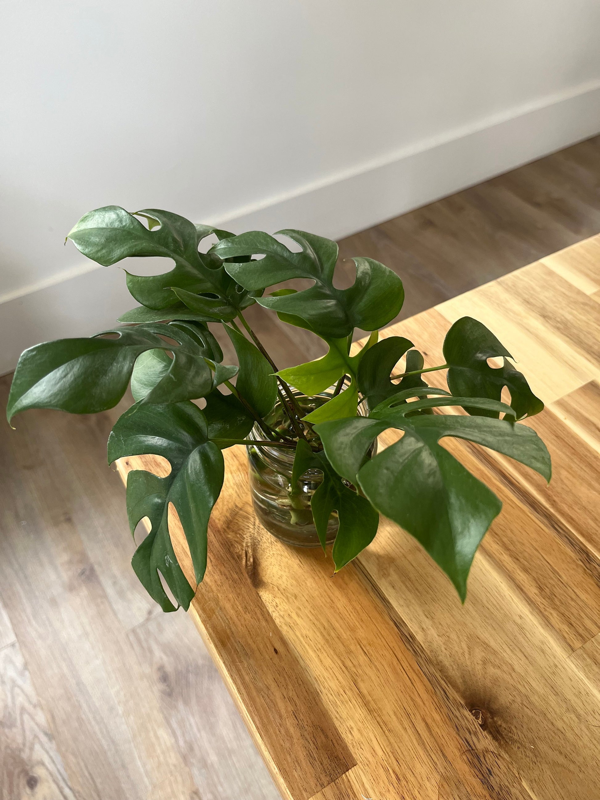 Imperfect plant cuttings with leaf ready to propagate