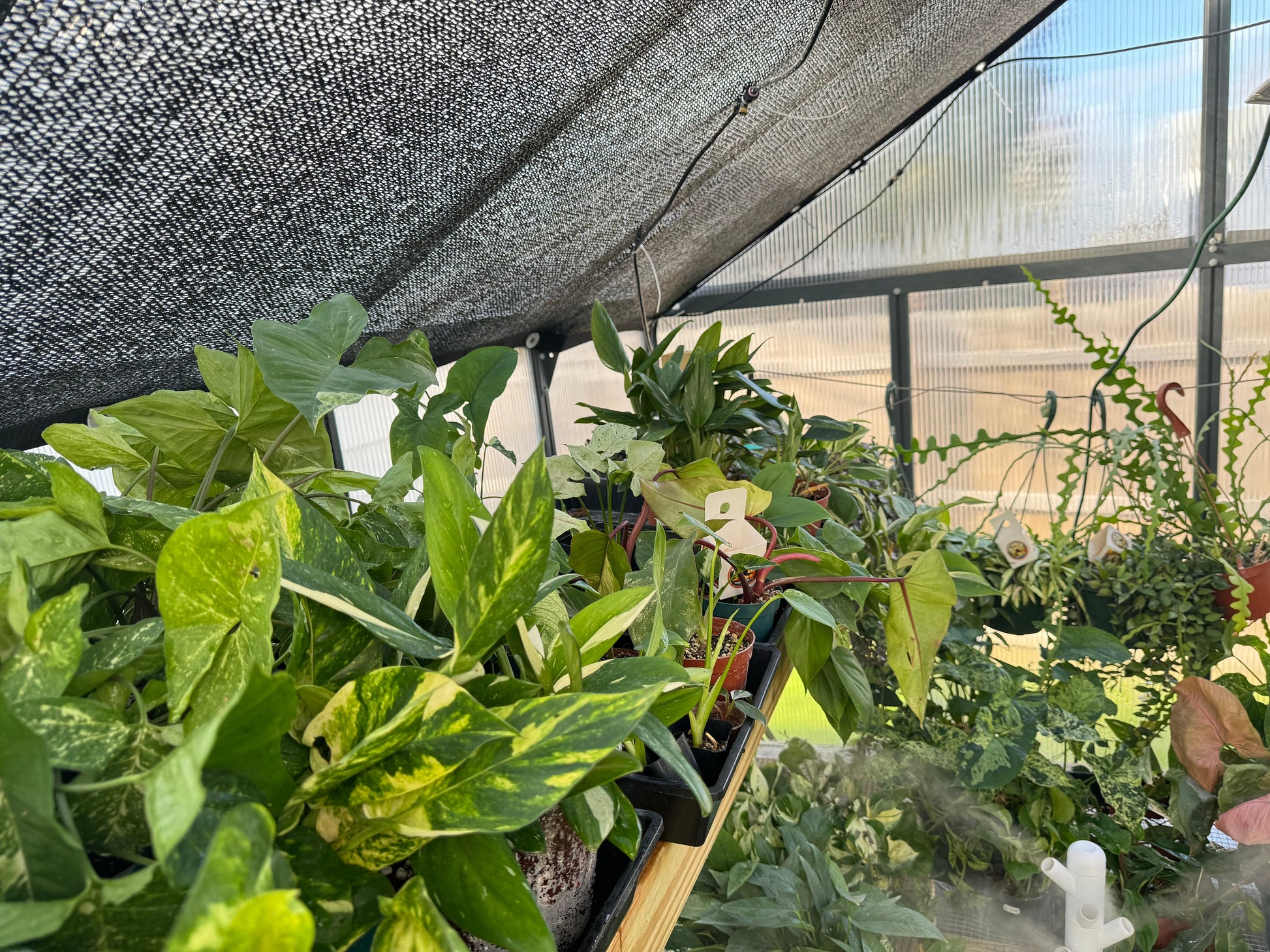 Imperfect plant cuttings with leaf ready to propagate