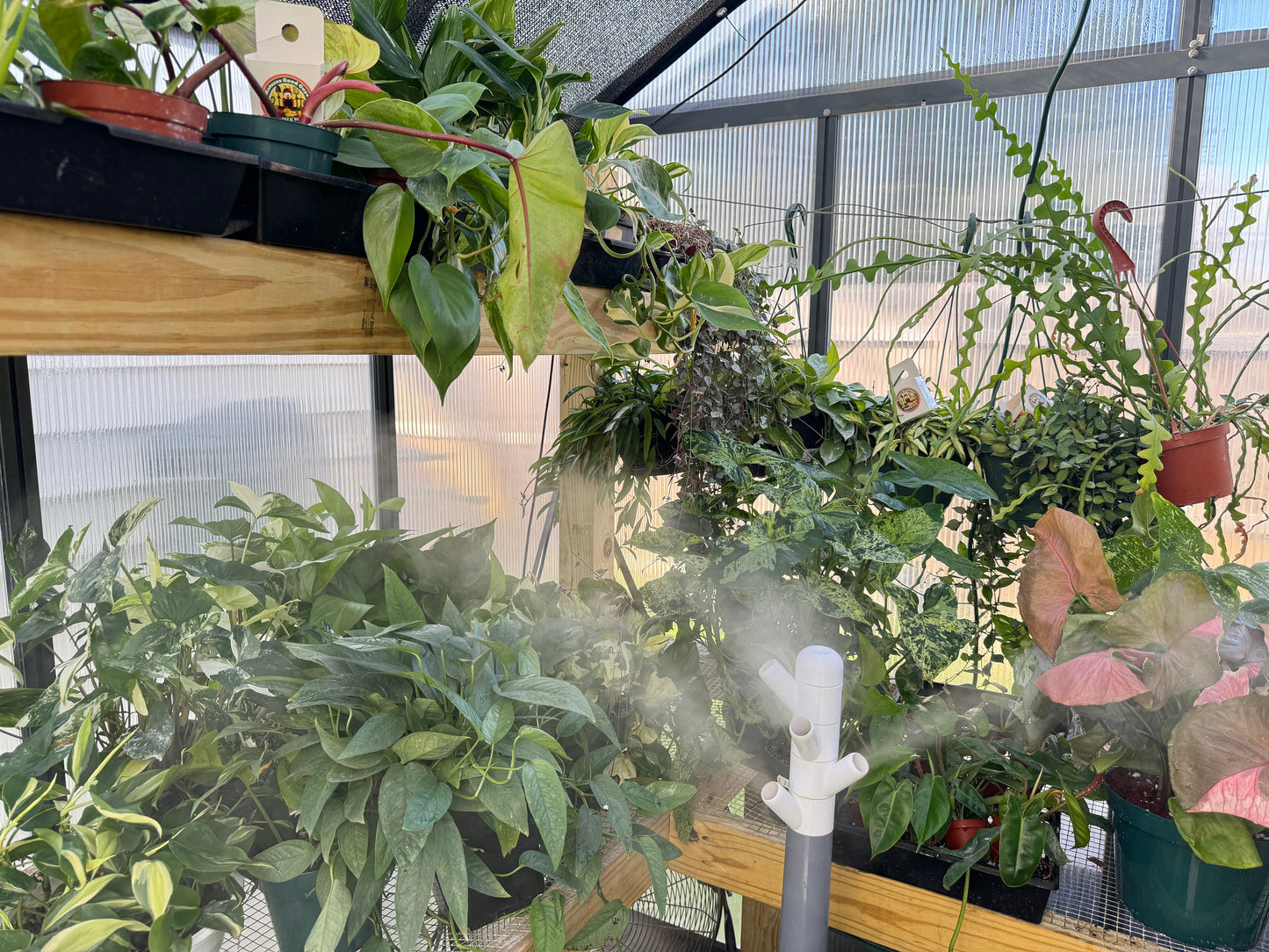 Imperfect plant cuttings with leaf ready to propagate