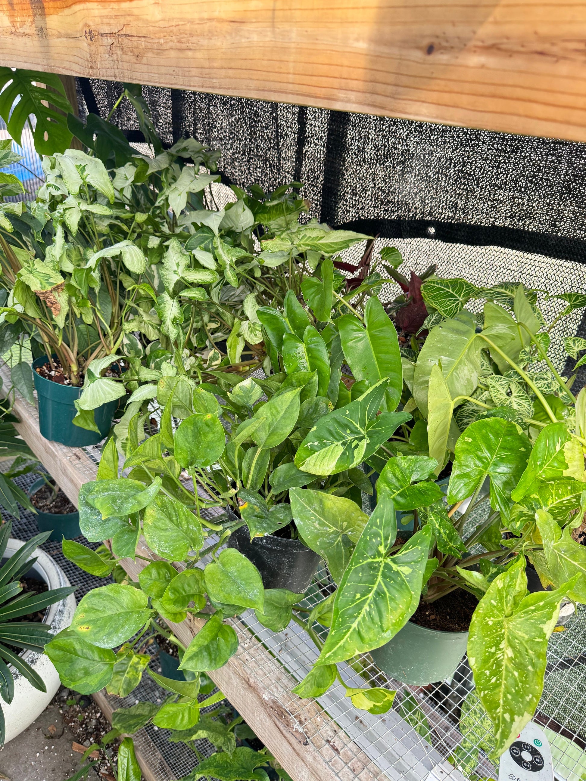 Imperfect plant cuttings with leaf ready to propagate