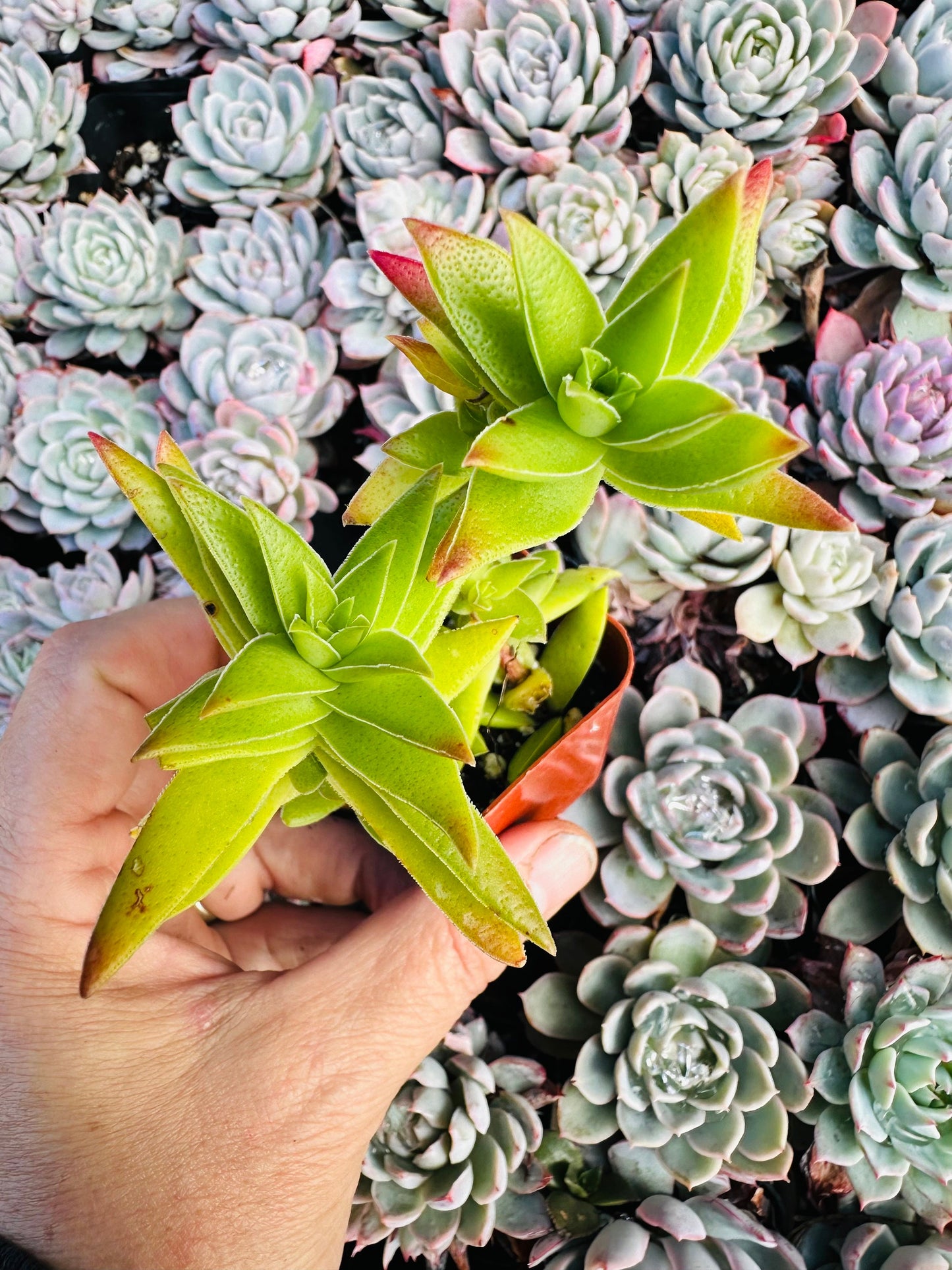 2” Crassula Capitella Subsp. thrysiflora (Red Pagoda) Succulent Plant - SEE 2nd and 3rd pic