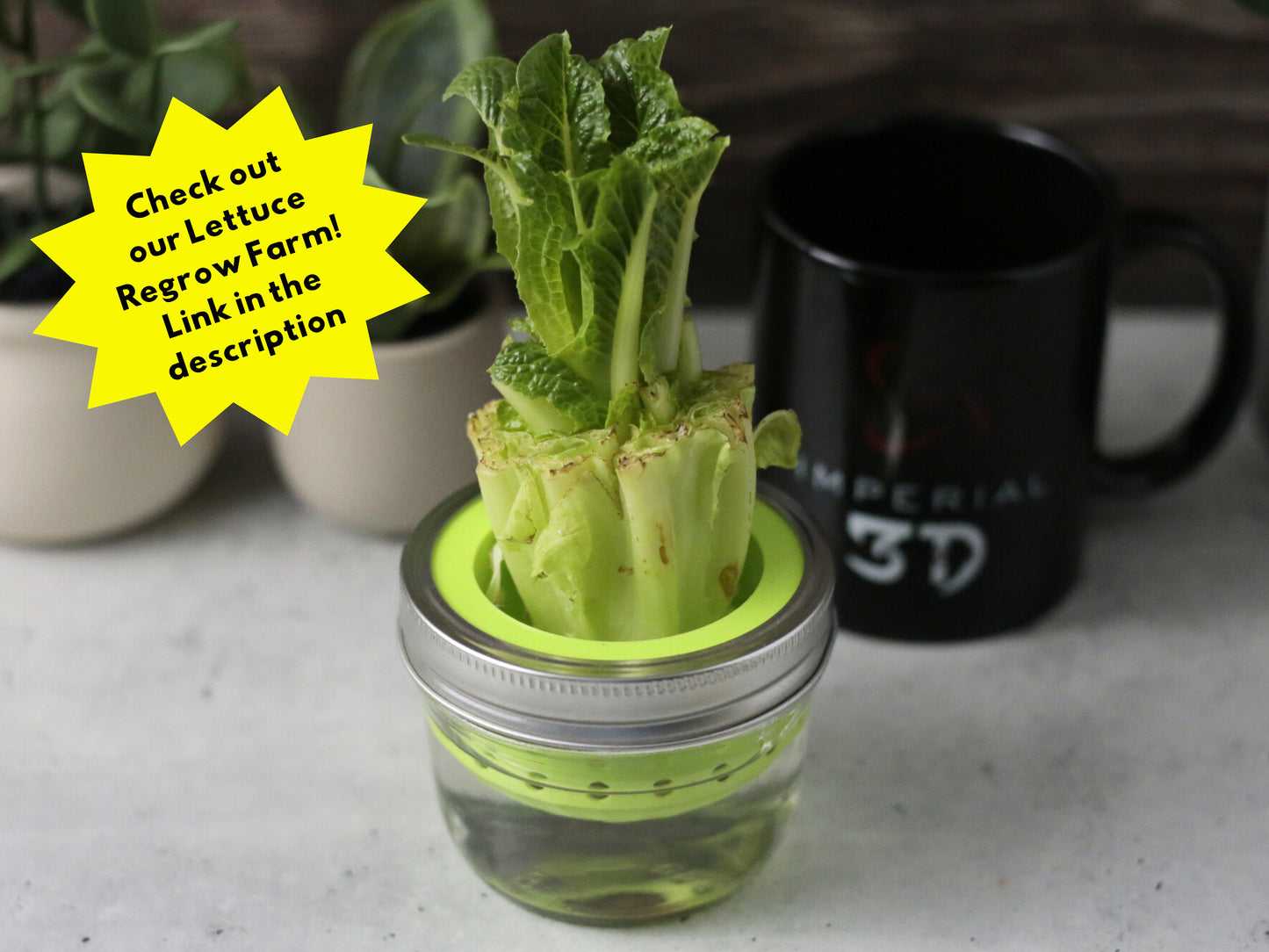 Floating Avocado Seed Grower | 2 Piece 3D Print Avocado Boat | Propagation Germination | Kitchen Hydroponics | Kratky | Indoor Gardening