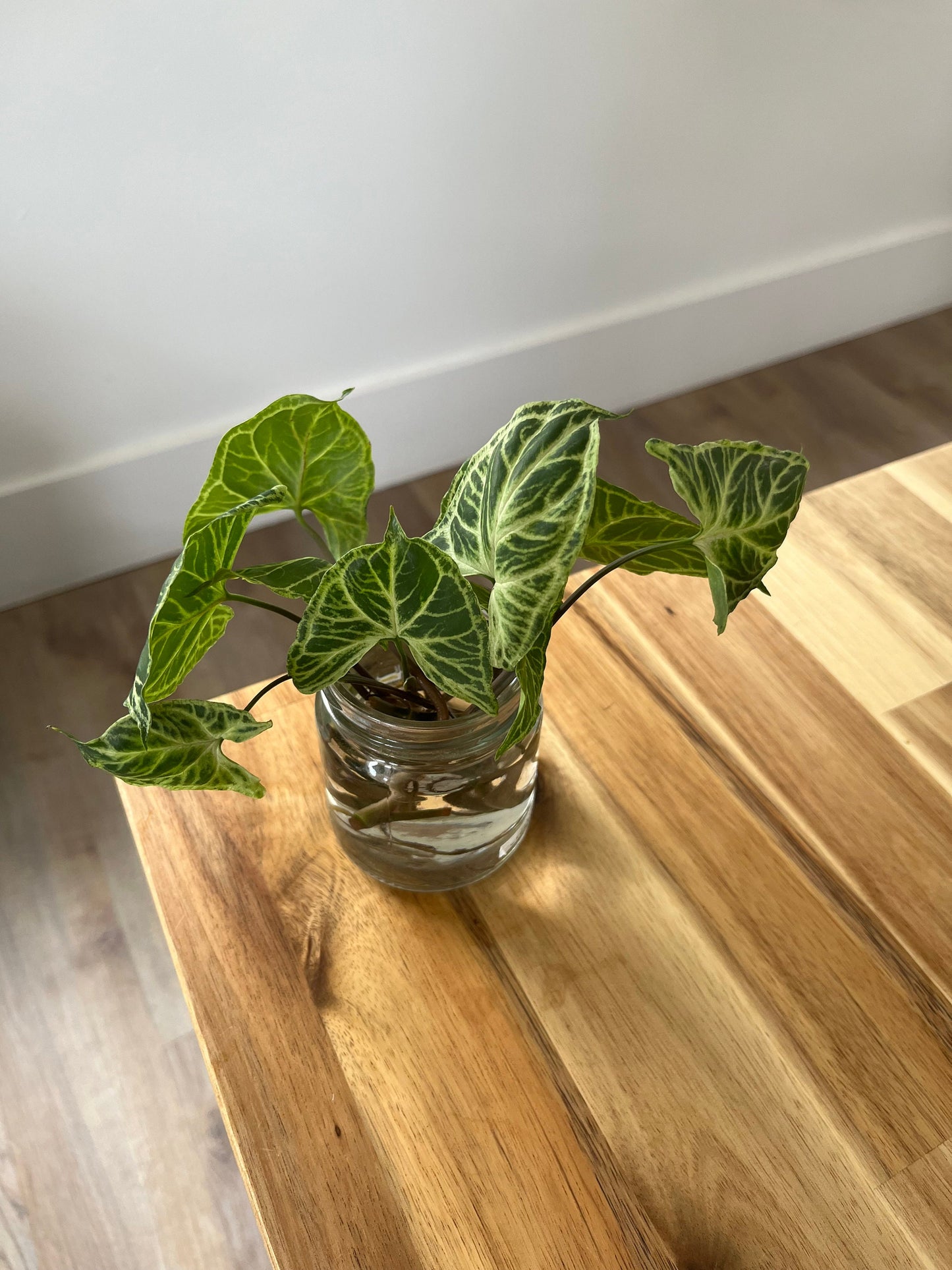 Imperfect plant cuttings with leaf ready to propagate