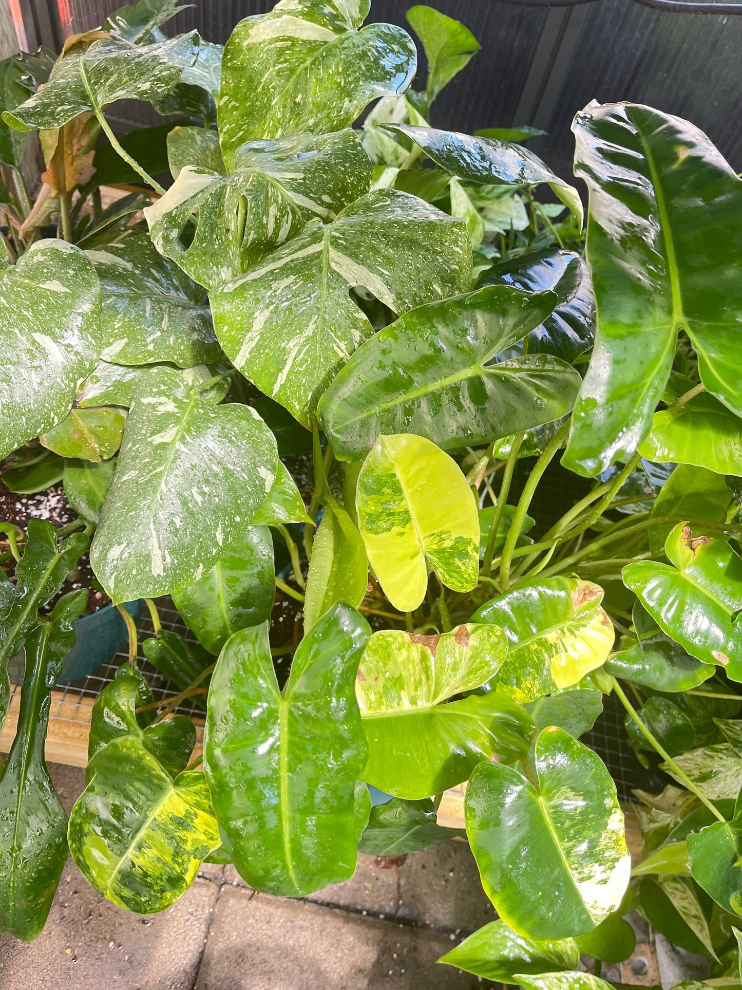 Imperfect plant cuttings with leaf ready to propagate