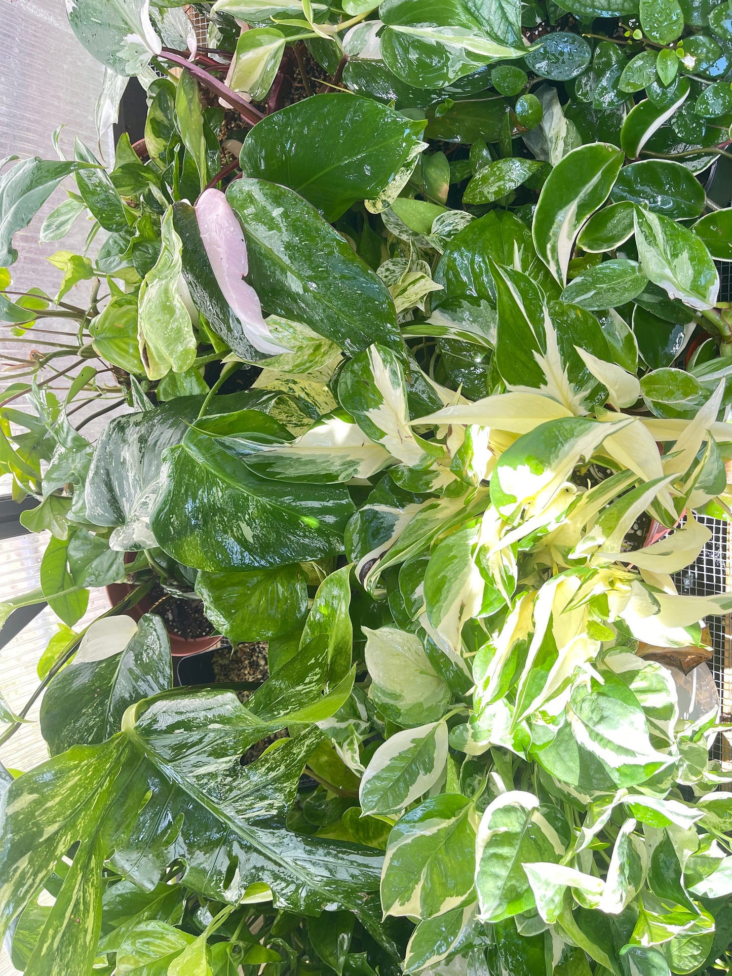 Imperfect plant cuttings with leaf ready to propagate