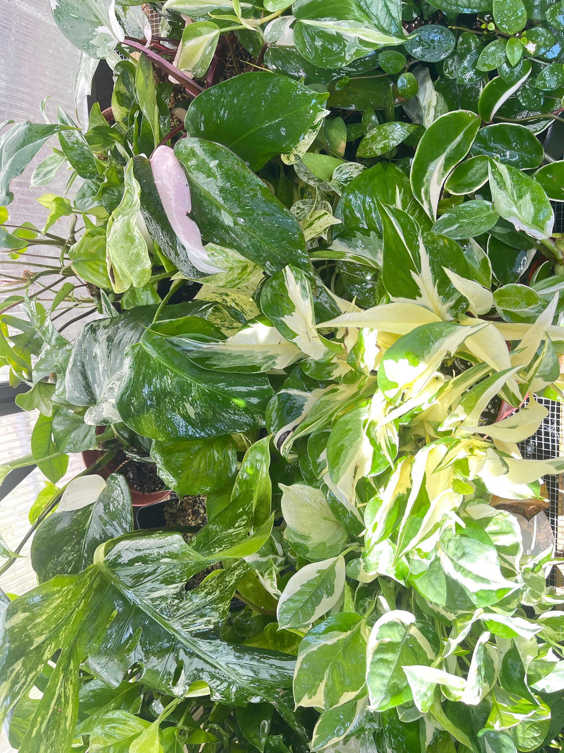 Imperfect plant cuttings with leaf ready to propagate