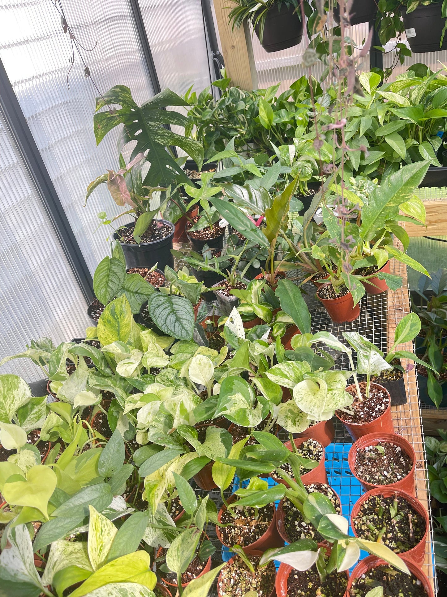 Imperfect plant cuttings with leaf ready to propagate