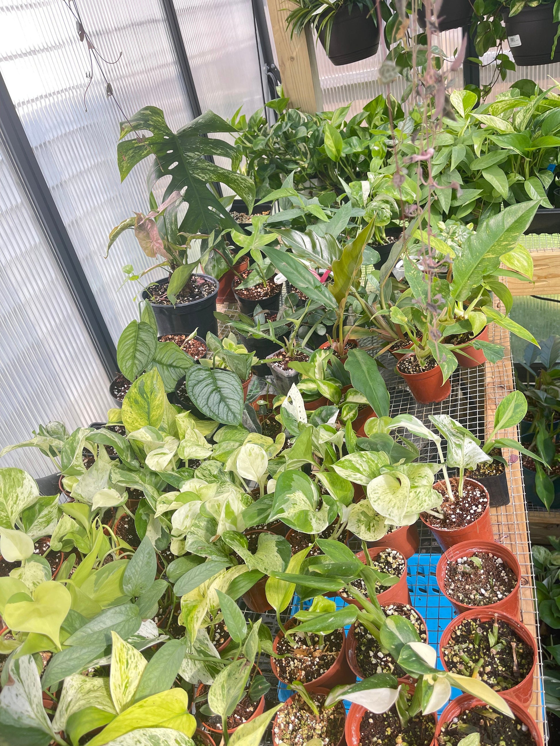 Imperfect plant cuttings with leaf ready to propagate