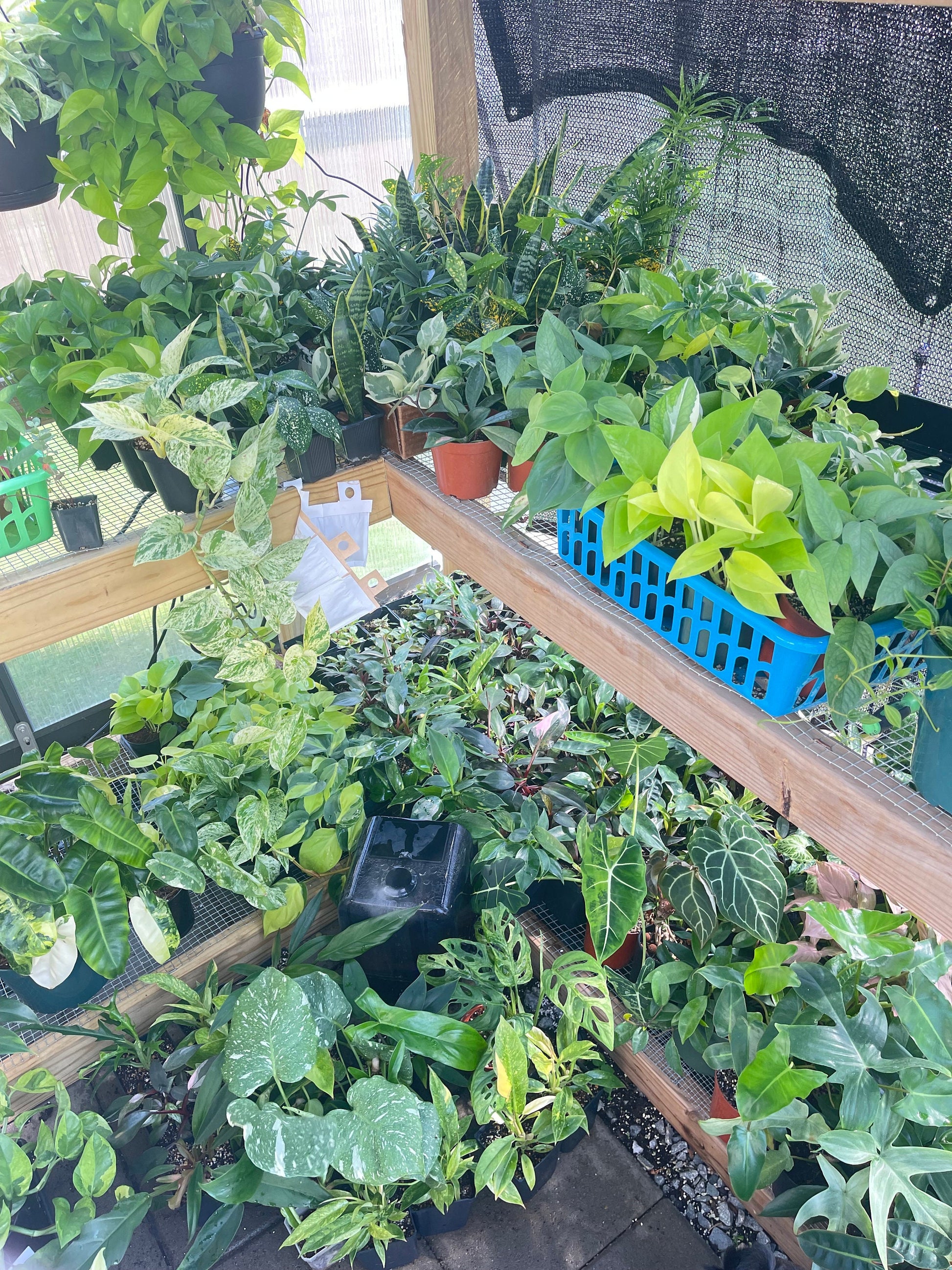 Imperfect plant cuttings with leaf ready to propagate