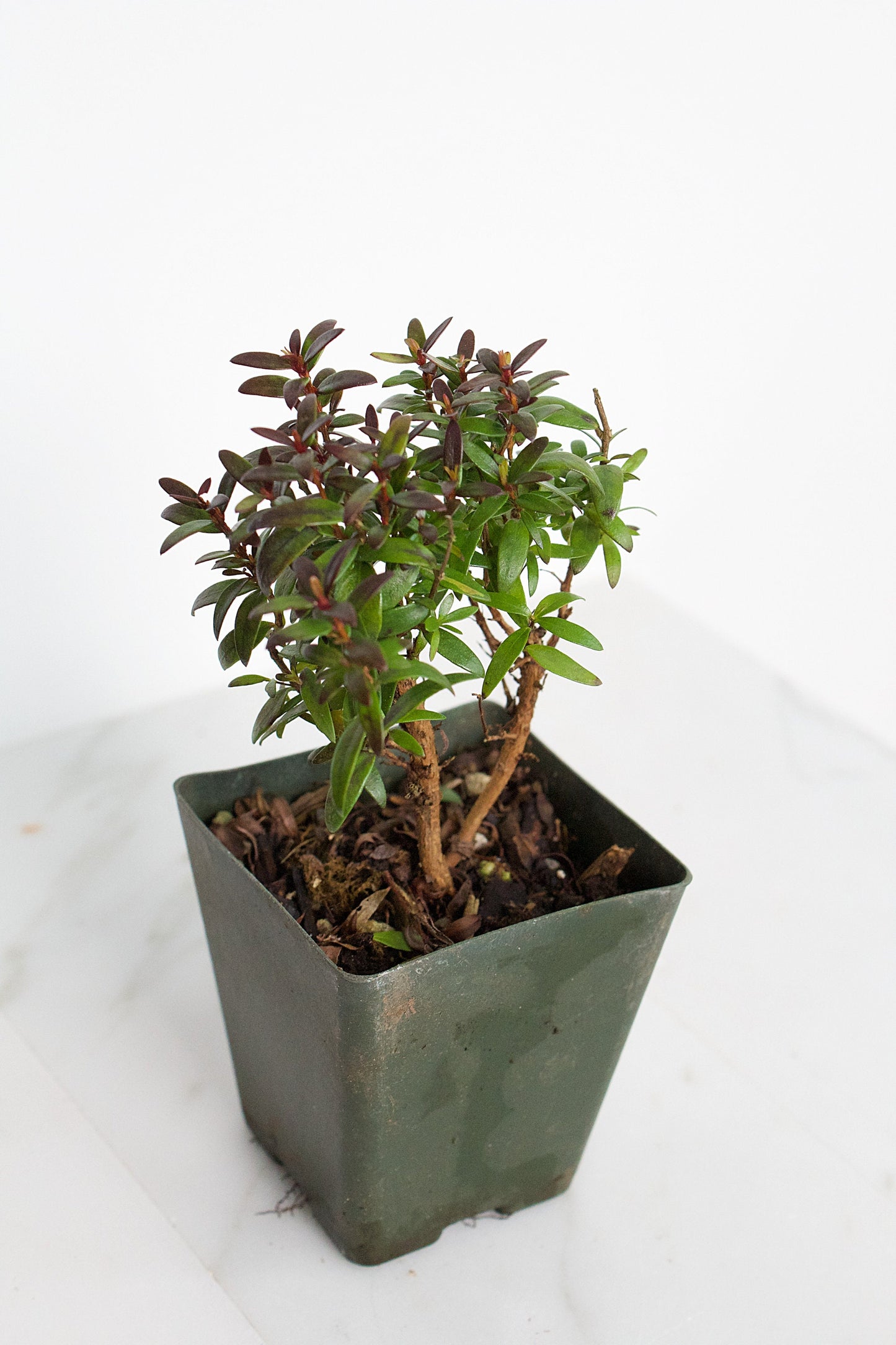 Bonsai Tree Starter Plant Dwarf Myrtle Plant Gift Mini Tree Evergreen Starter Plant Myrtus Communis Compact Outdoor