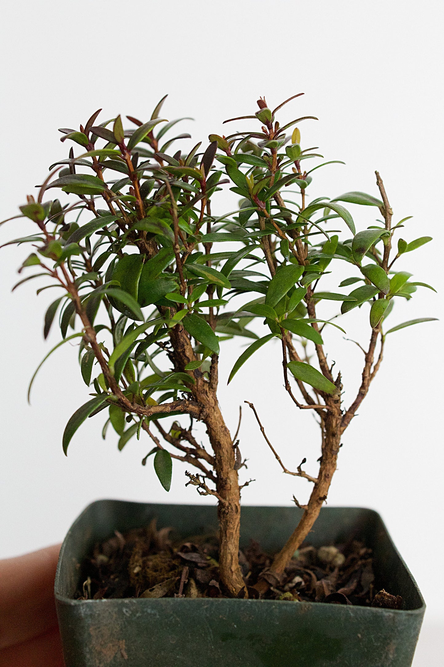 Bonsai Tree Starter Plant Dwarf Myrtle Plant Gift Mini Tree Evergreen Starter Plant Myrtus Communis Compact Outdoor