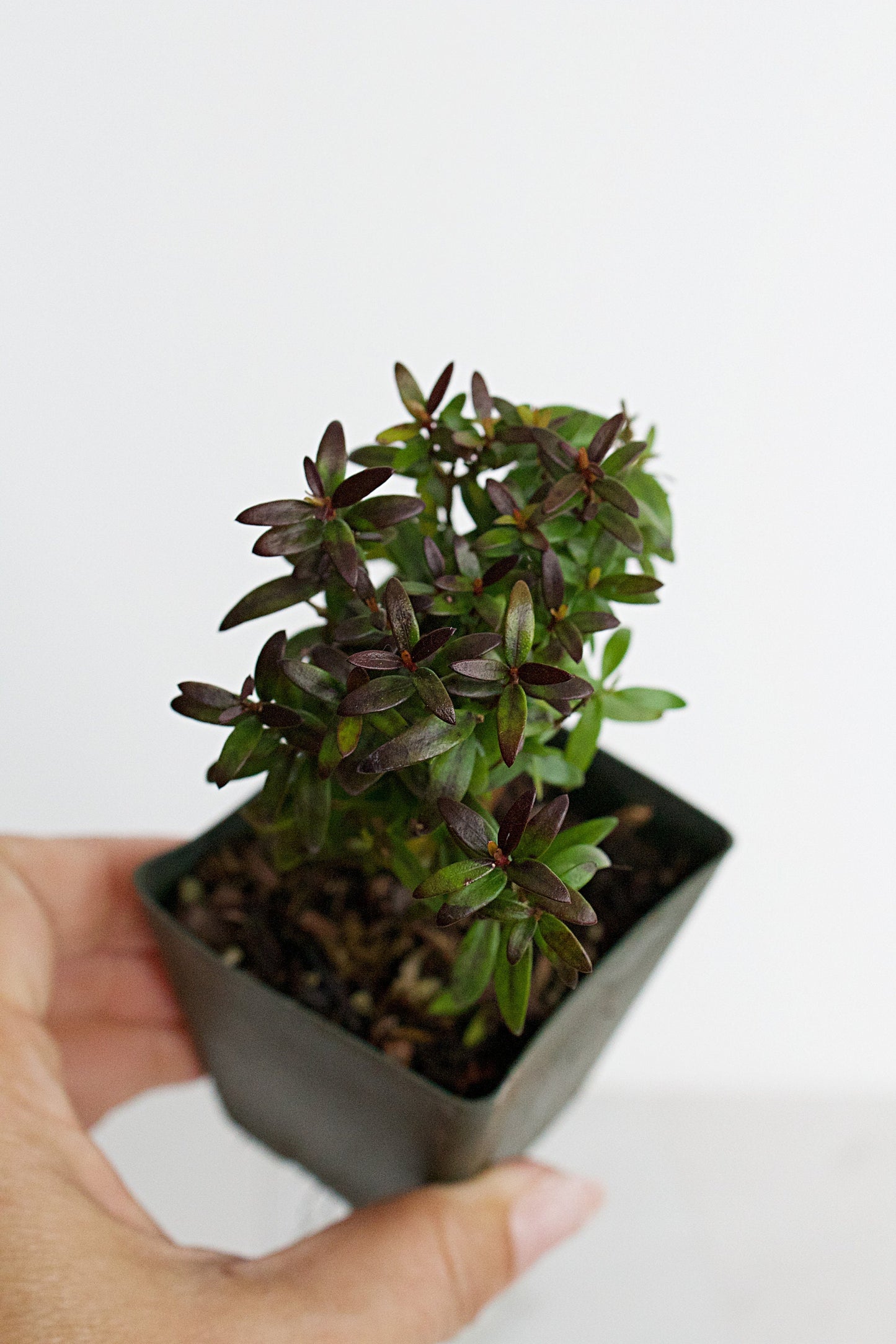 Bonsai Tree Starter Plant Dwarf Myrtle Plant Gift Mini Tree Evergreen Starter Plant Myrtus Communis Compact Outdoor