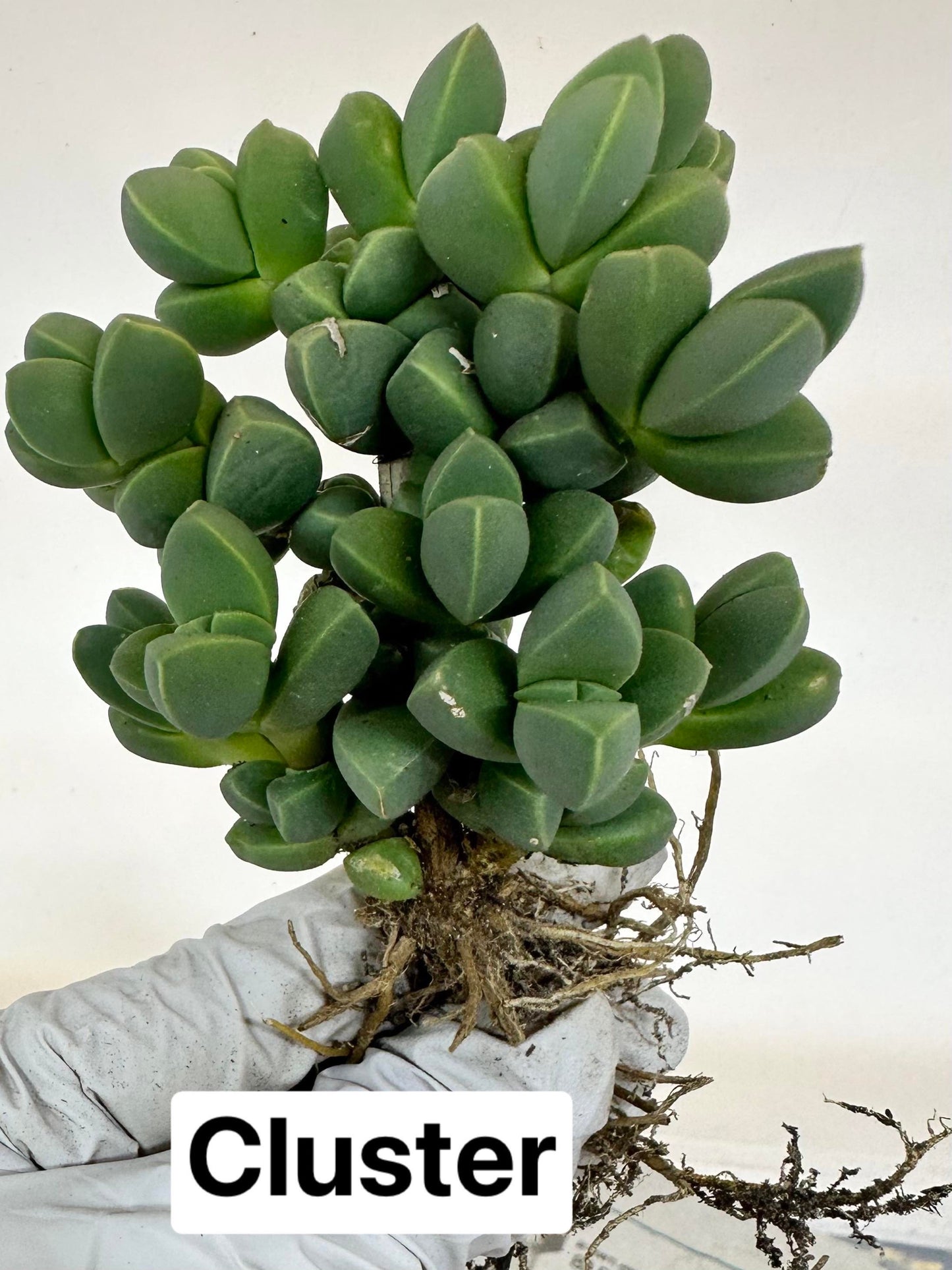 Rare Succulent: Cool beautiful succulent Astridia velutina string live plant houseplant bonsai favorite NO POT