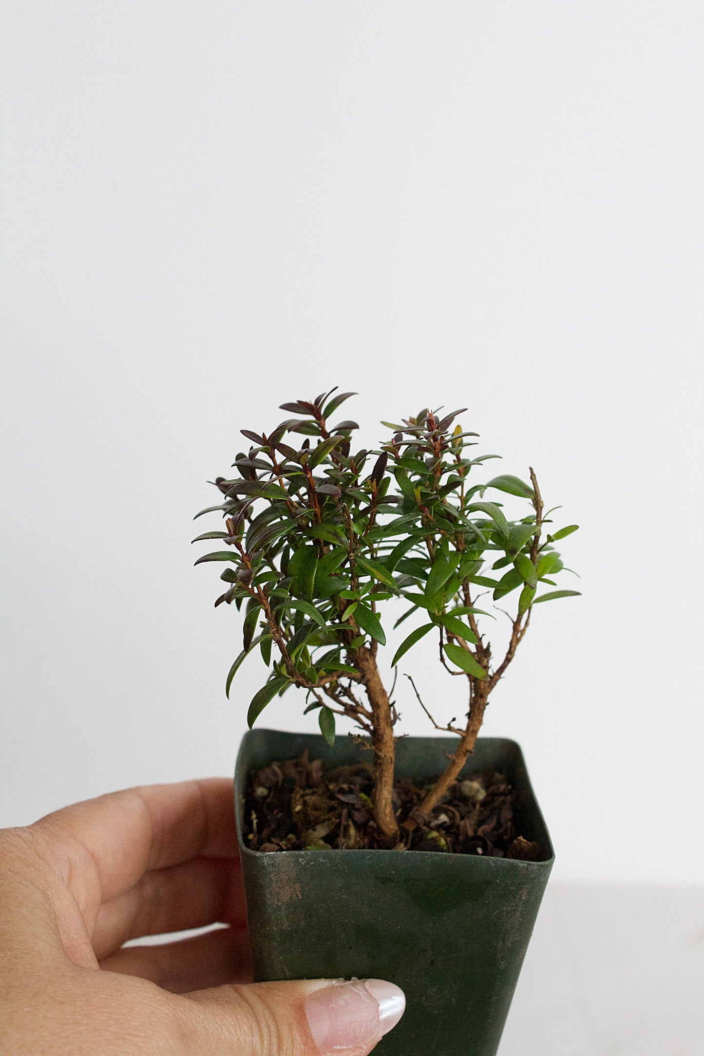 Bonsai Tree Starter Plant Dwarf Myrtle Plant Gift Mini Tree Evergreen Starter Plant Myrtus Communis Compact Outdoor