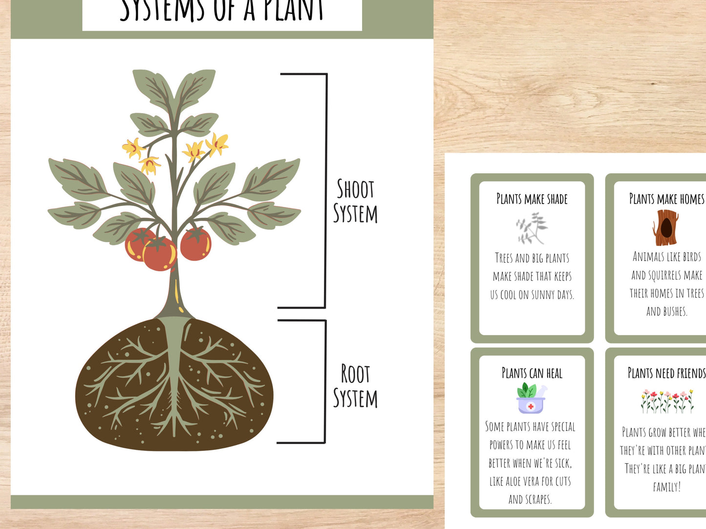 Plant Unit Study, Toddlers and Preschool Science, Learn About Plants, Plant Printable Activity, Plant Life Cycle, Parts of a plant, botany