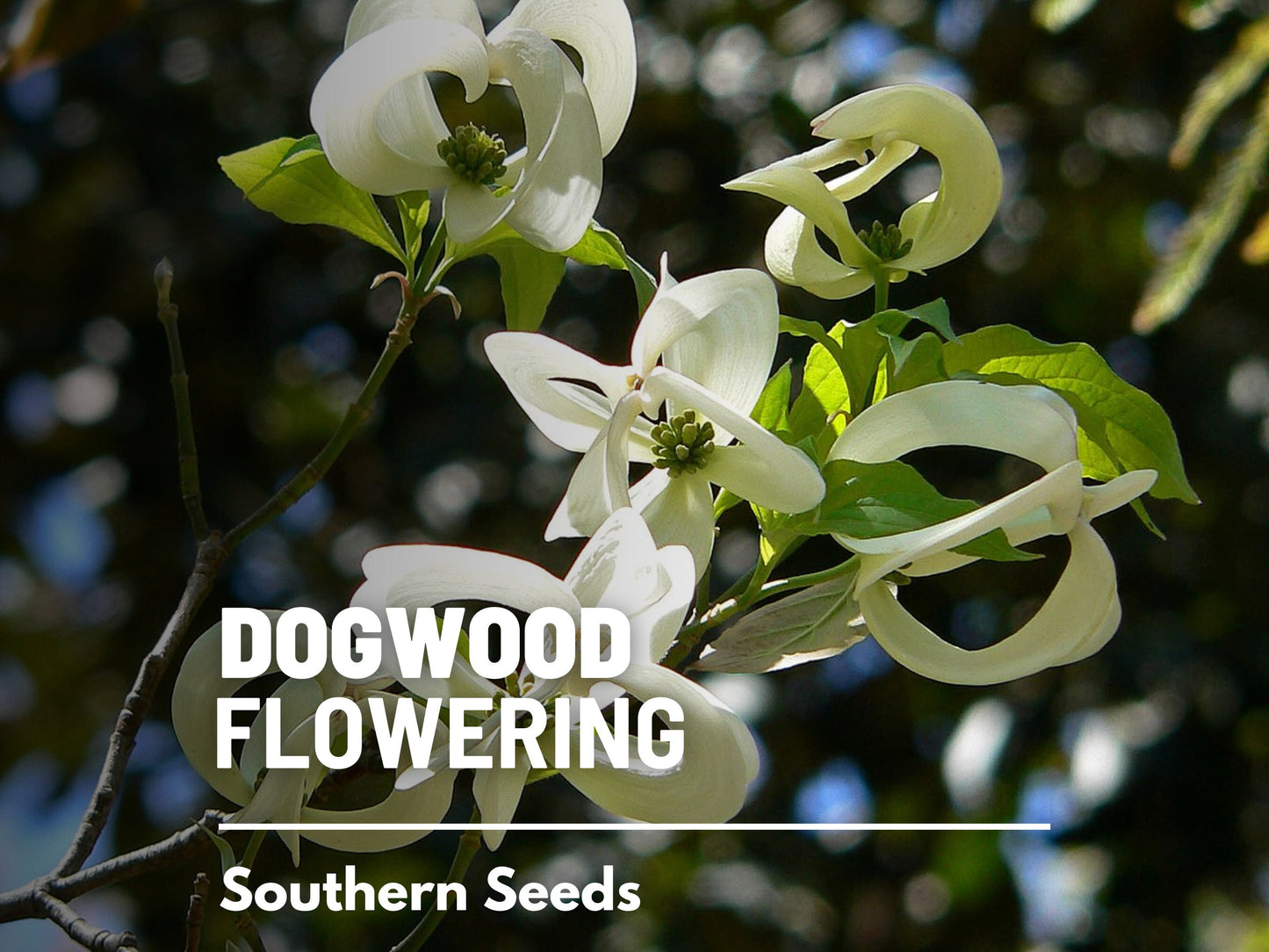 Dogwood, Flowering (White) - 20 Seeds - Heirloom Tree, Stunning White Blooms, Low Maintenance, Southern Charm (Cornus florida Southern)