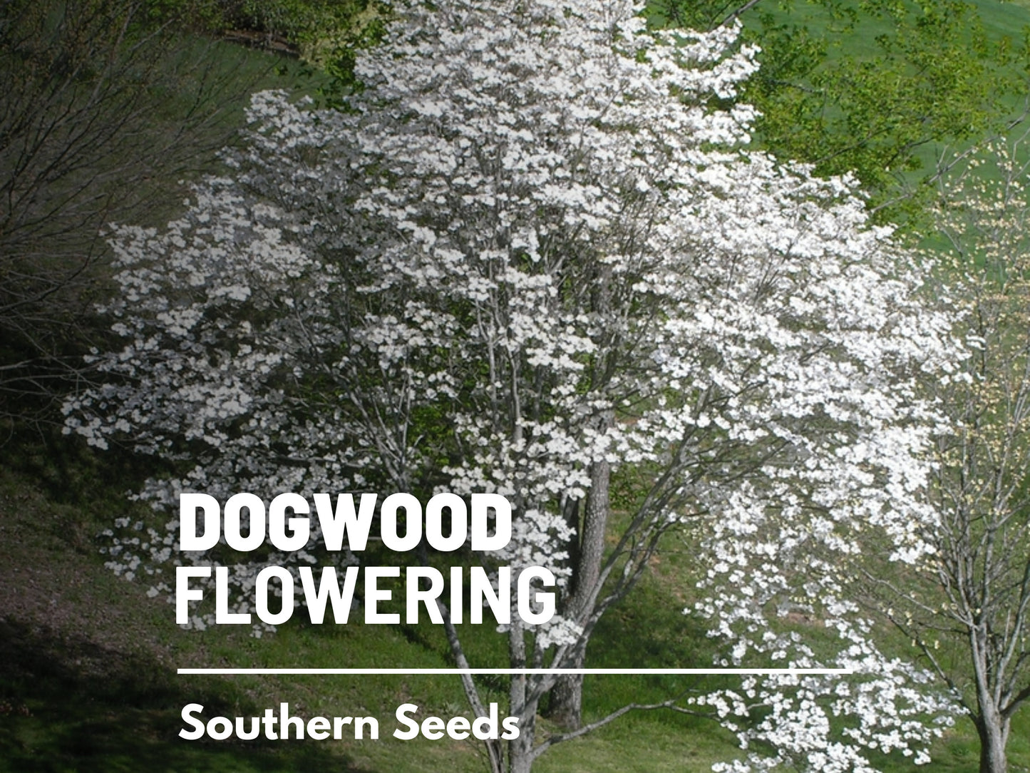 Dogwood, Flowering (White) - 20 Seeds - Heirloom Tree, Stunning White Blooms, Low Maintenance, Southern Charm (Cornus florida Southern)