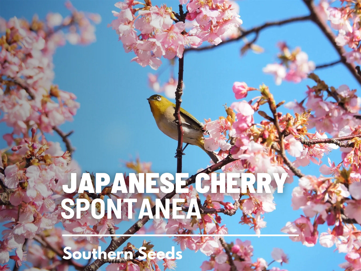 Cherry Tree, Japanese Flowering - 10 Seeds - Heirloom Tree, Hill Cherry, Mountain Cherry, Yamazakurua (Prunus serrulata 'Spontanea')