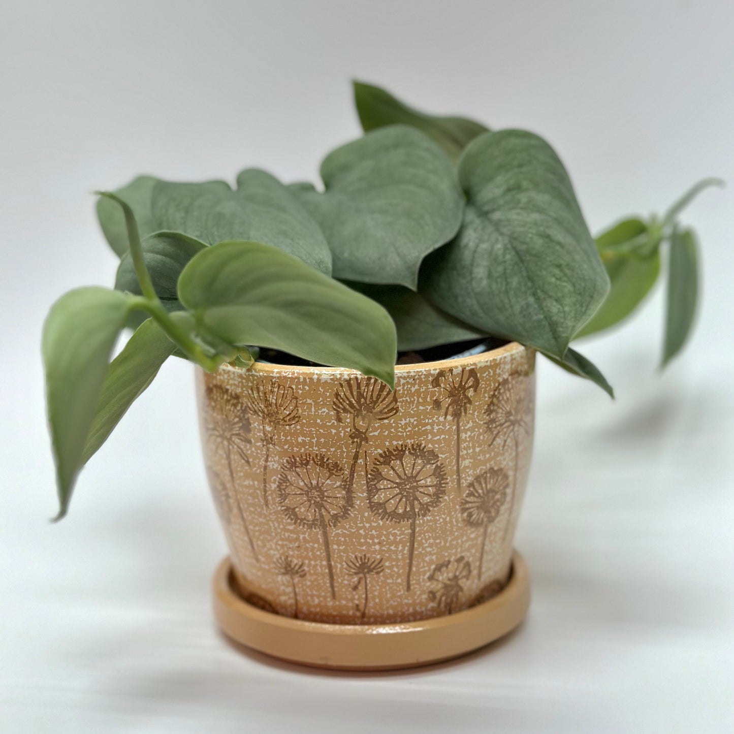 Dandelion Planter Pots with Drainage Set | Glazed Planters and Pots Indoor | Planter with Saucer | Floral Ceramic Plant Pots with Drainage