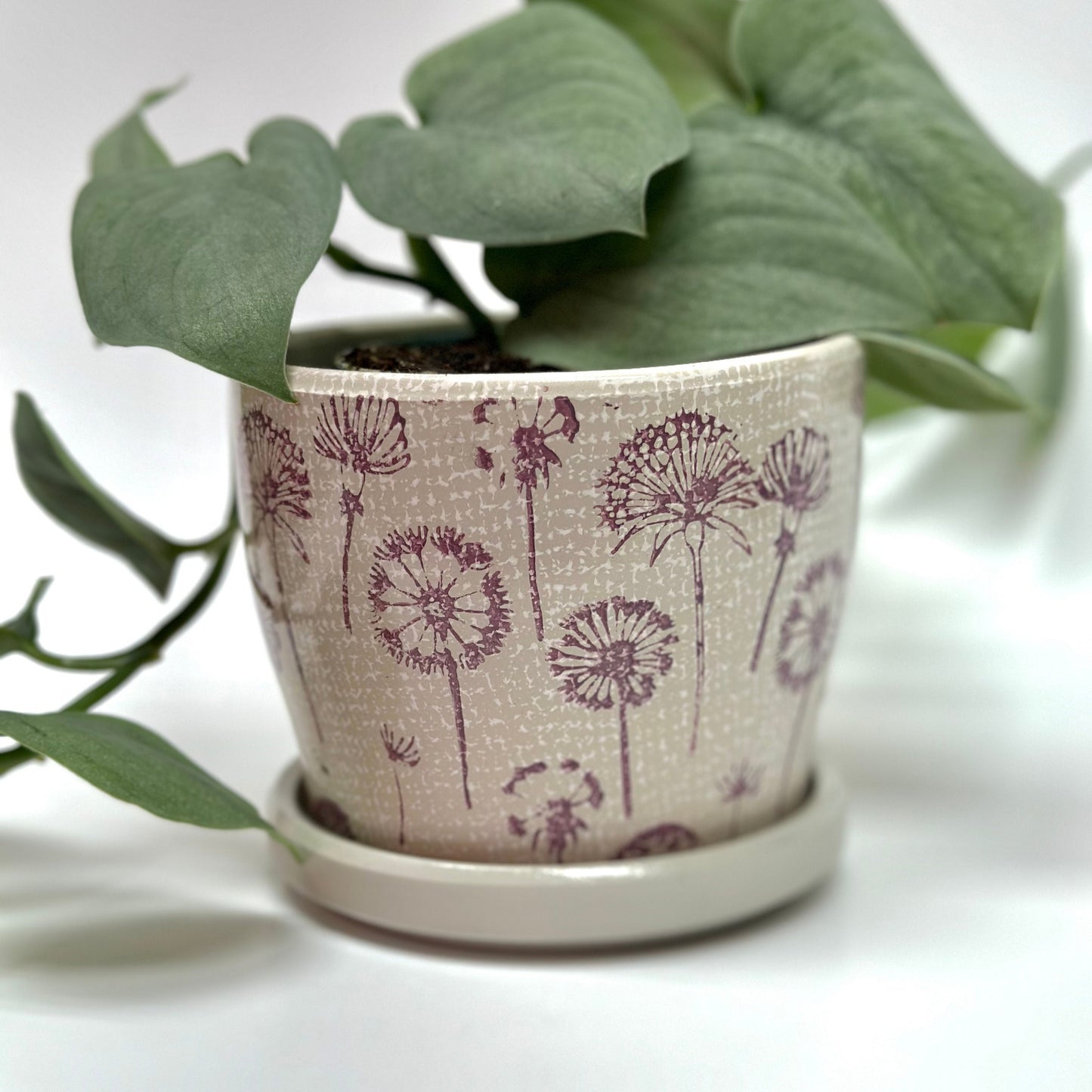 Dandelion Planter Pots with Drainage Set | Glazed Planters and Pots Indoor | Planter with Saucer | Floral Ceramic Plant Pots with Drainage