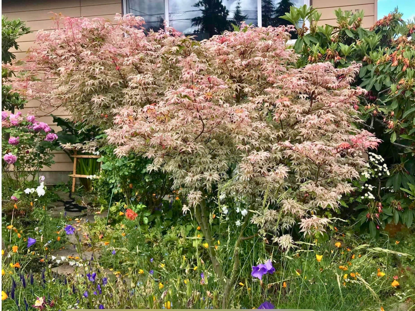 15 Ukigumo Japanese Maple Tree SEEDS Variegated Japanese Maple Acer Palmatum Bonsai Tree Floating Cloud Japanese Maple