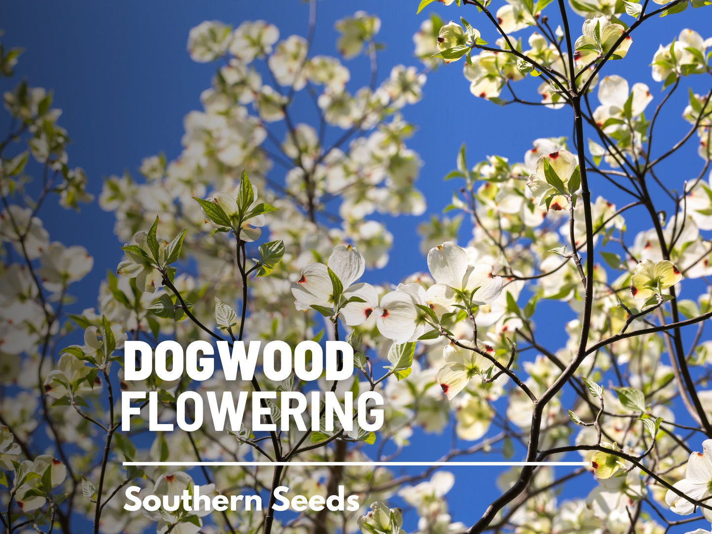 Dogwood, Flowering (White) - 20 Seeds - Heirloom Tree, Stunning White Blooms, Low Maintenance, Southern Charm (Cornus florida Southern)
