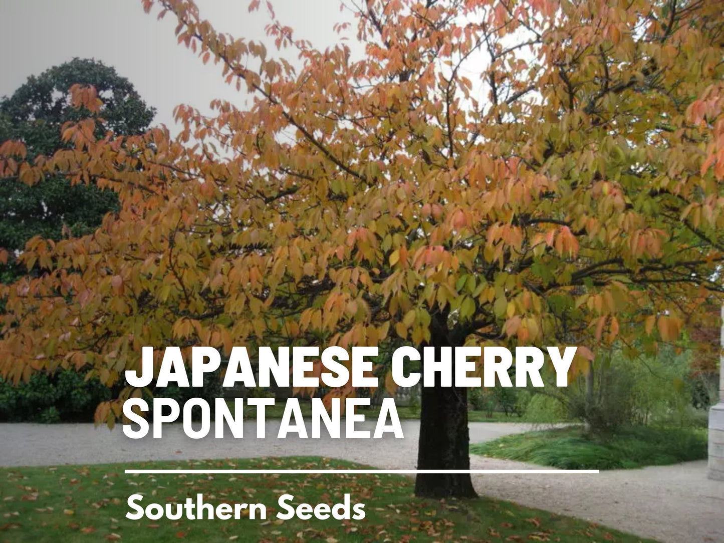 Cherry Tree, Japanese Flowering - 10 Seeds - Heirloom Tree, Hill Cherry, Mountain Cherry, Yamazakurua (Prunus serrulata 'Spontanea')