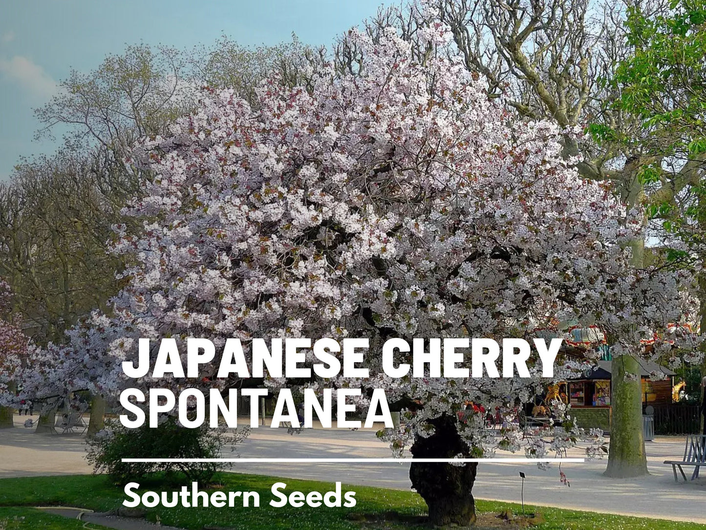 Cherry Tree, Japanese Flowering - 10 Seeds - Heirloom Tree, Hill Cherry, Mountain Cherry, Yamazakurua (Prunus serrulata 'Spontanea')