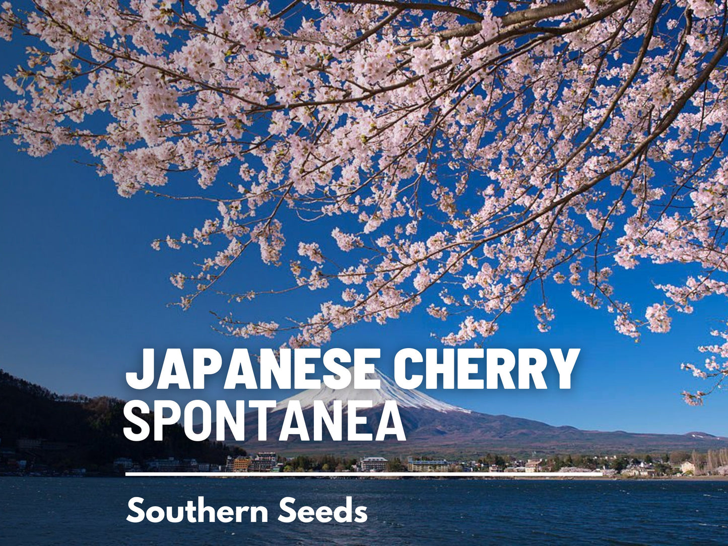 Cherry Tree, Japanese Flowering - 10 Seeds - Heirloom Tree, Hill Cherry, Mountain Cherry, Yamazakurua (Prunus serrulata 'Spontanea')