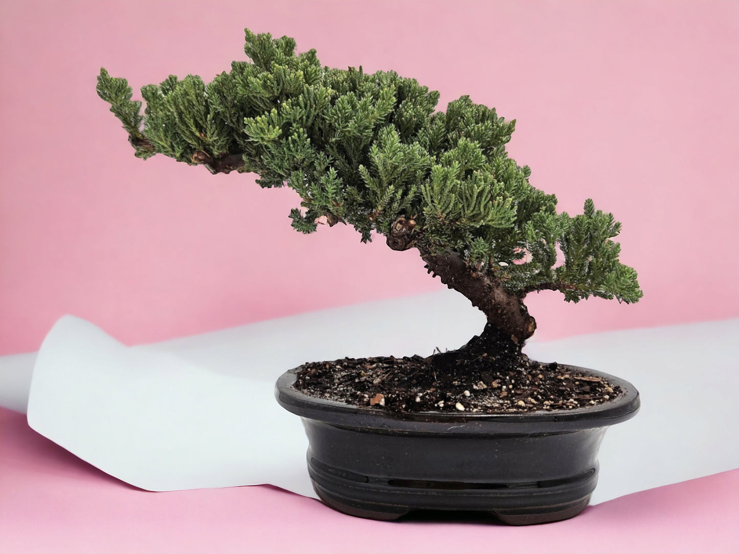 10yrs Juniper Bonsai Live tree Bonsai tree indoor plant outdoor plant gardener gift mothers day gift new home decor plant office decor plant