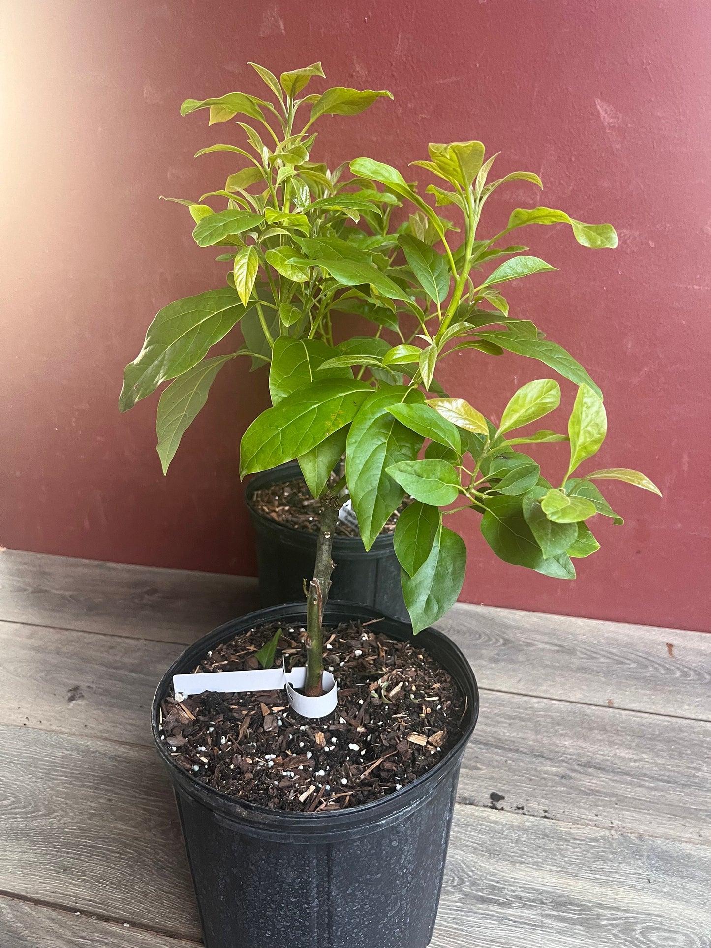 Mexicola Grande Avocado Tree , “Cold Hardy” Grafted in 3 Gallon Pot, No Ship to HI