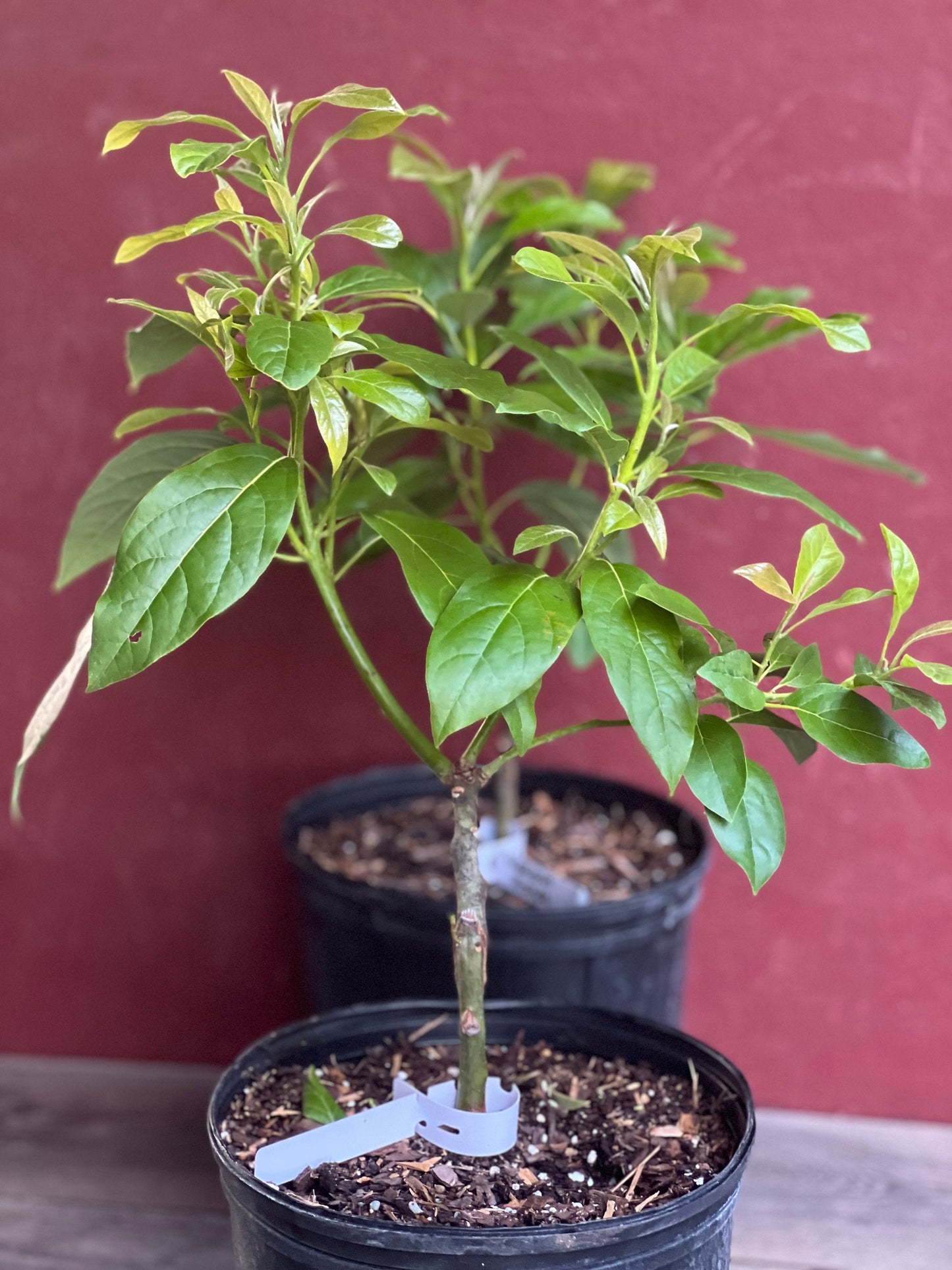 Mexicola Grande Avocado Tree , “Cold Hardy” Grafted in 3 Gallon Pot, No Ship to HI