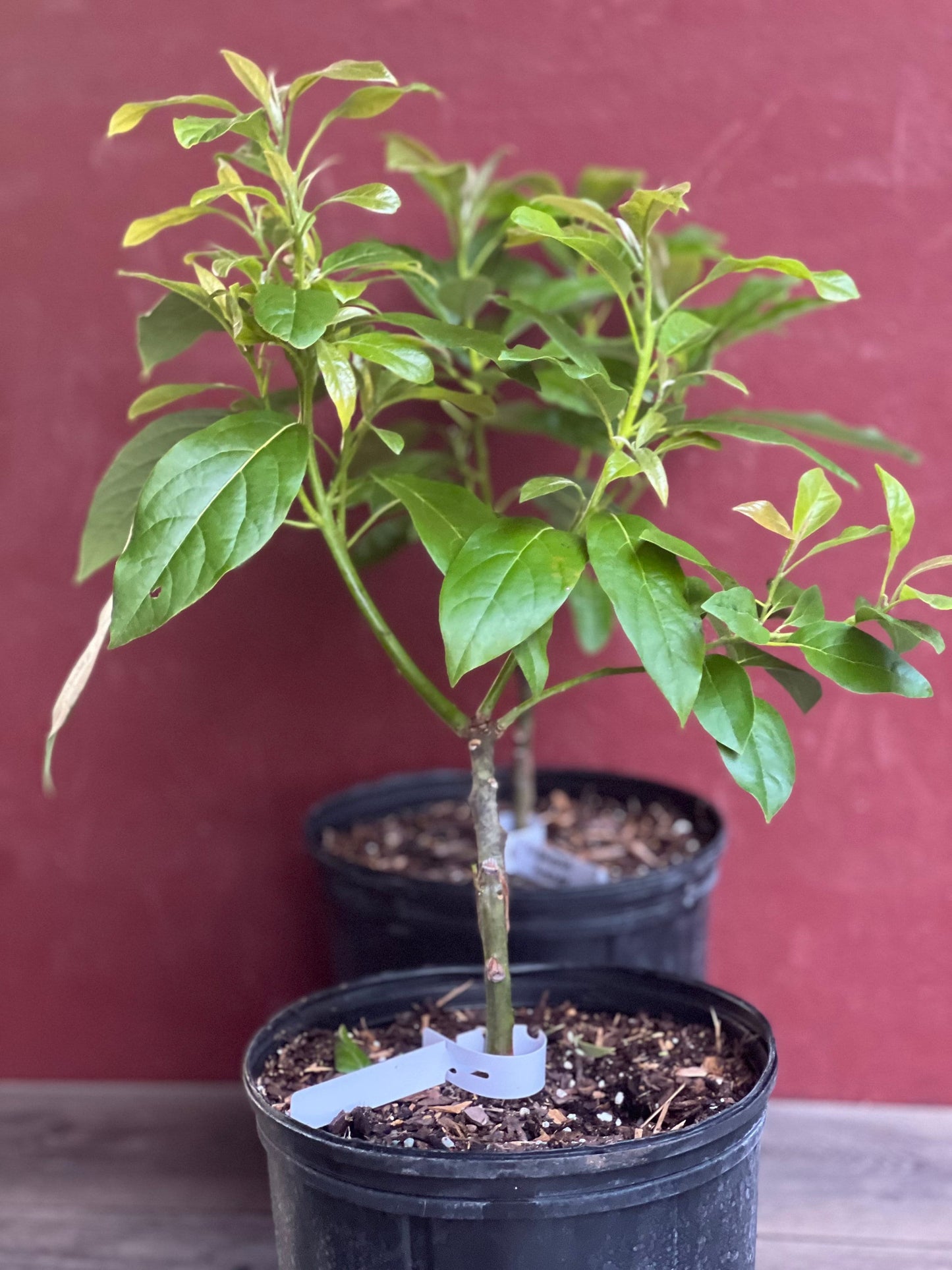 Mexicola Grande Avocado Tree , “Cold Hardy” Grafted in 3 Gallon Pot, No Ship to HI