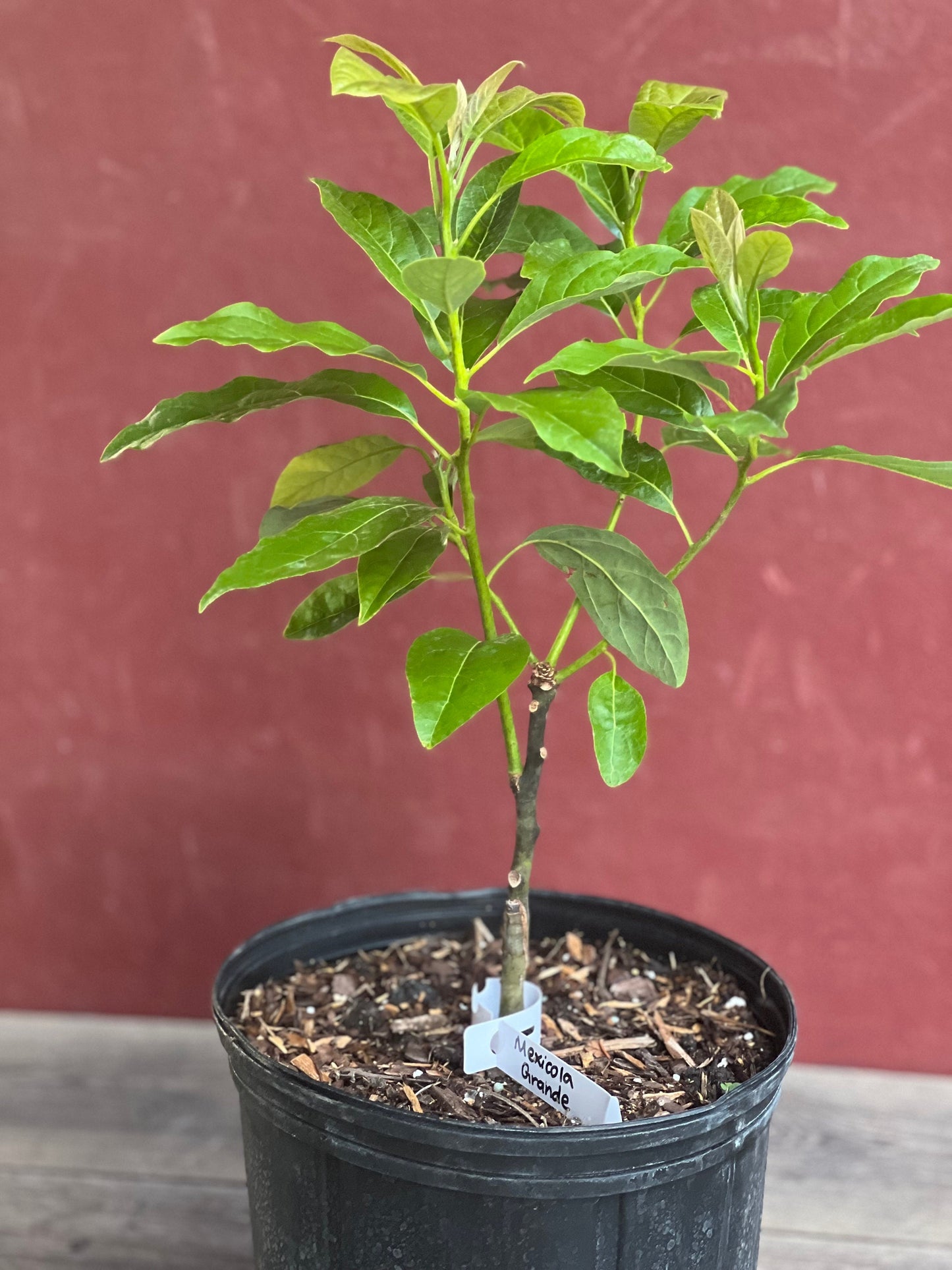 Mexicola Grande Avocado Tree , “Cold Hardy” Grafted in 3 Gallon Pot, No Ship to HI