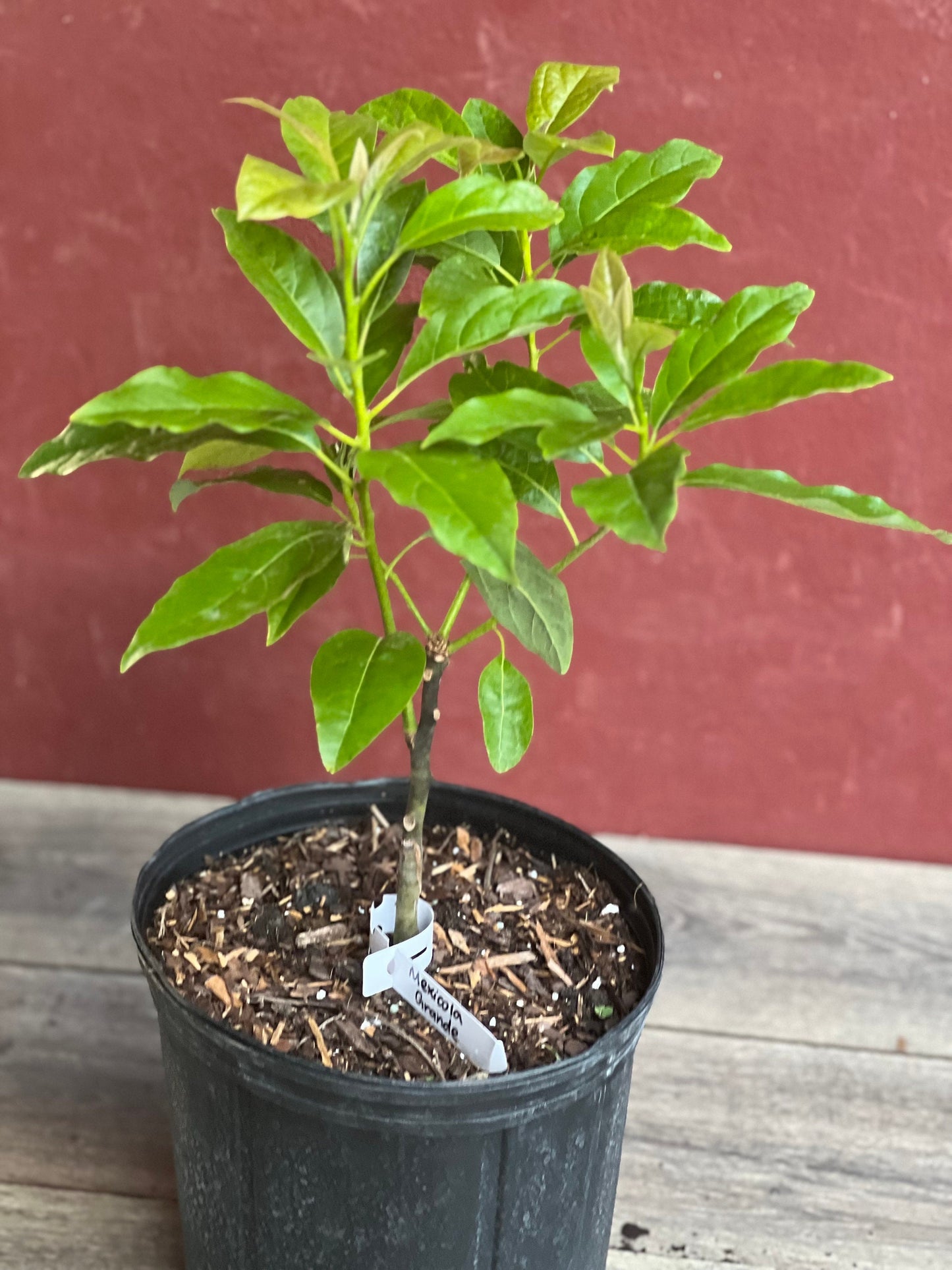 Mexicola Grande Avocado Tree , “Cold Hardy” Grafted in 3 Gallon Pot, No Ship to HI