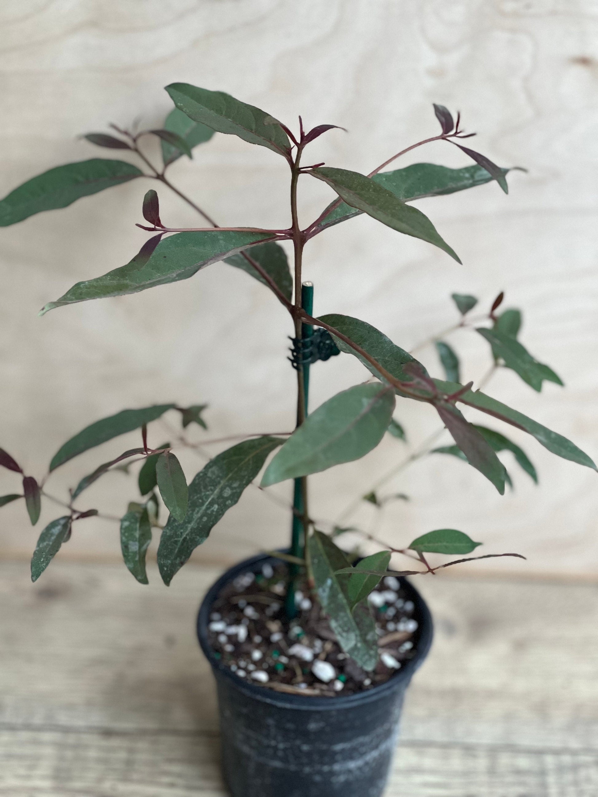 Rainbow Eucalyptus, deglupta, in 4" Pot
