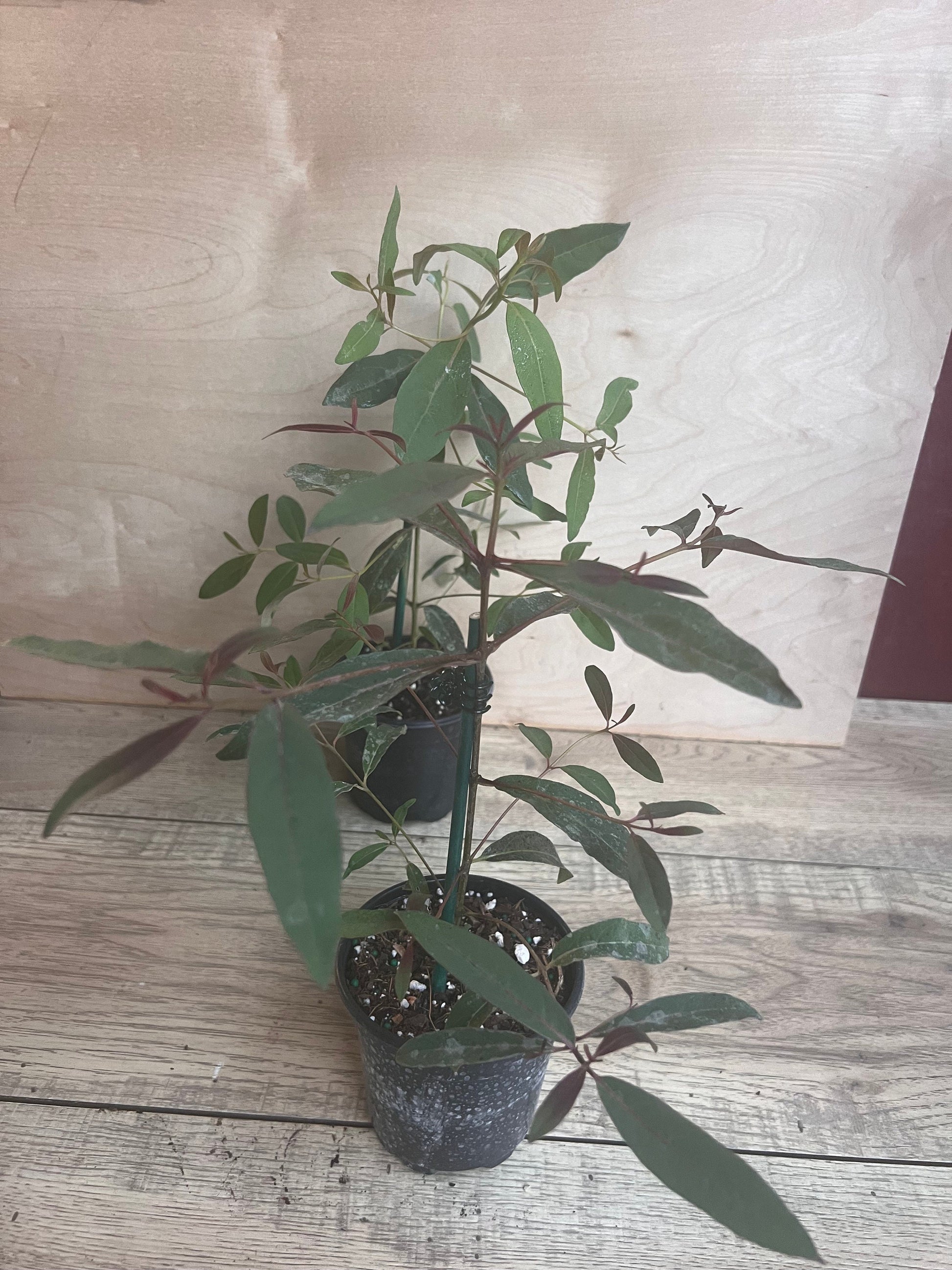 Rainbow Eucalyptus, deglupta, in 4" Pot