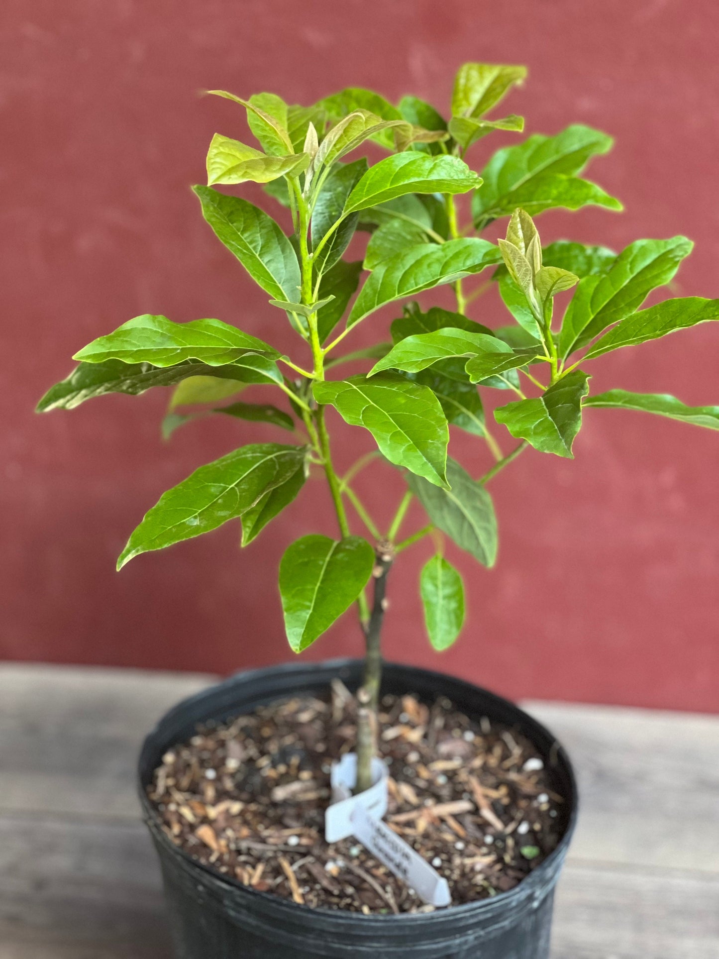 Mexicola Grande Avocado Tree , “Cold Hardy” Grafted in 3 Gallon Pot, No Ship to HI