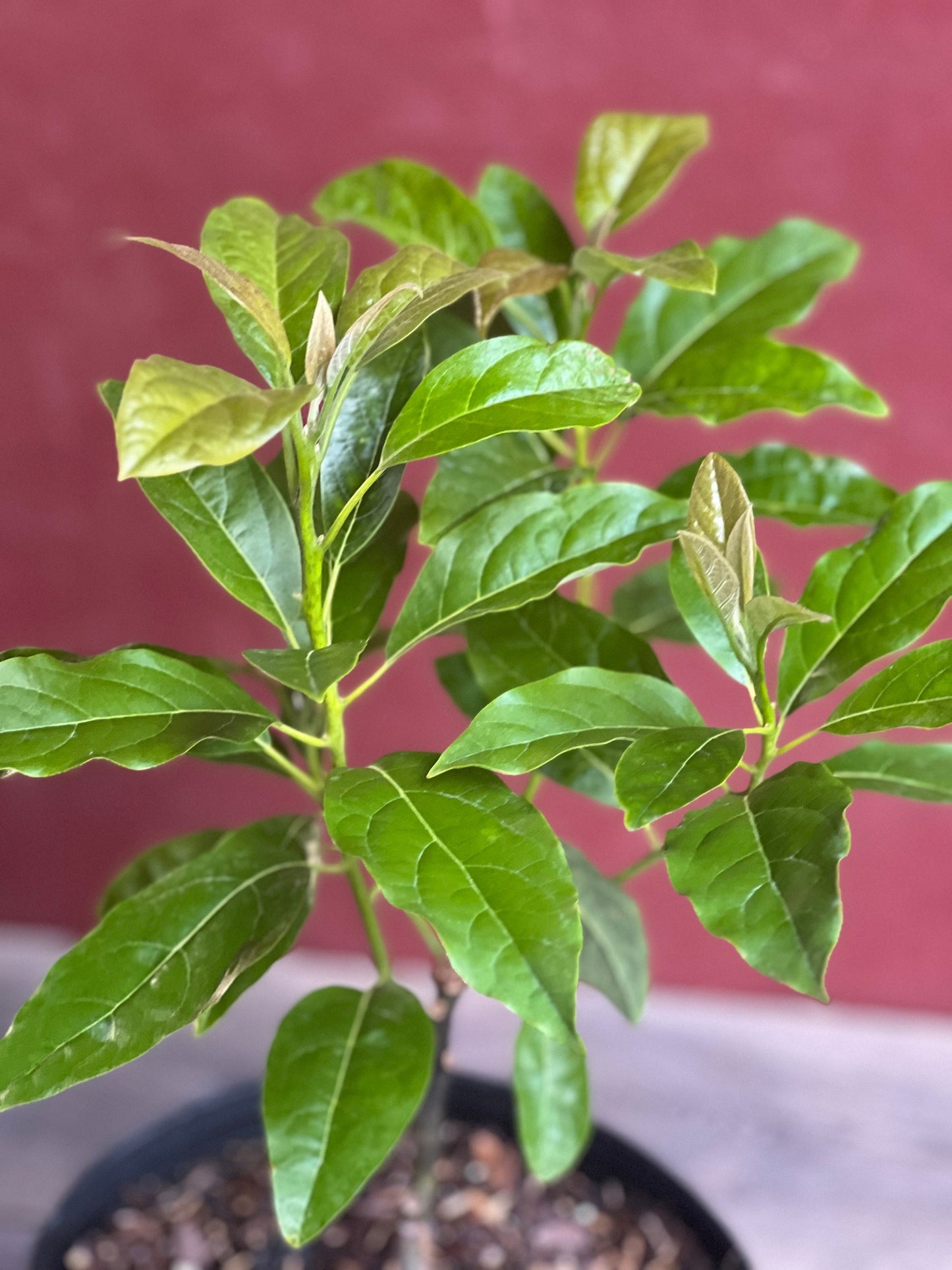 Mexicola Grande Avocado Tree , “Cold Hardy” Grafted in 3 Gallon Pot, No Ship to HI