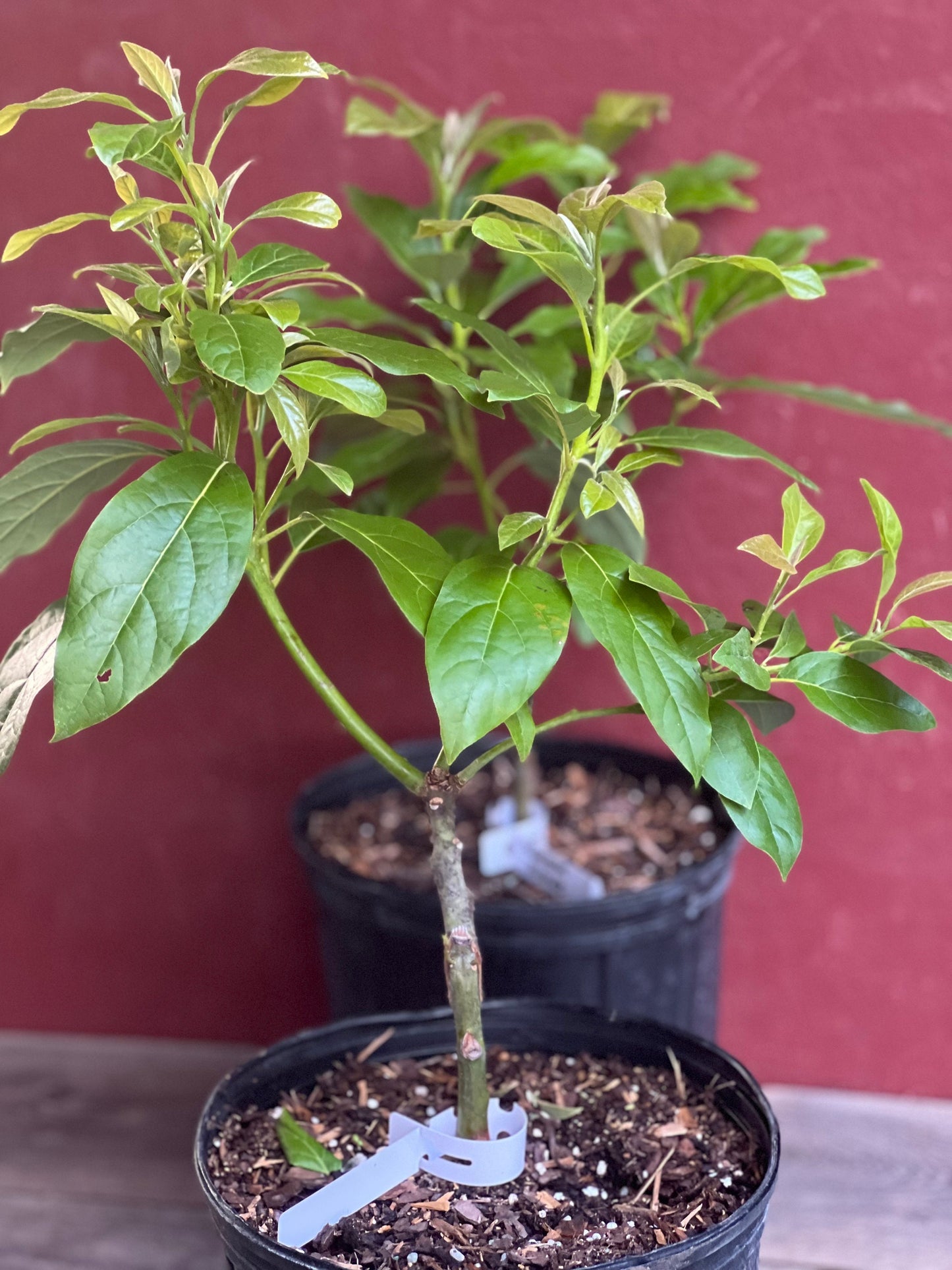 Mexicola Grande Avocado Tree , “Cold Hardy” Grafted in 3 Gallon Pot, No Ship to HI