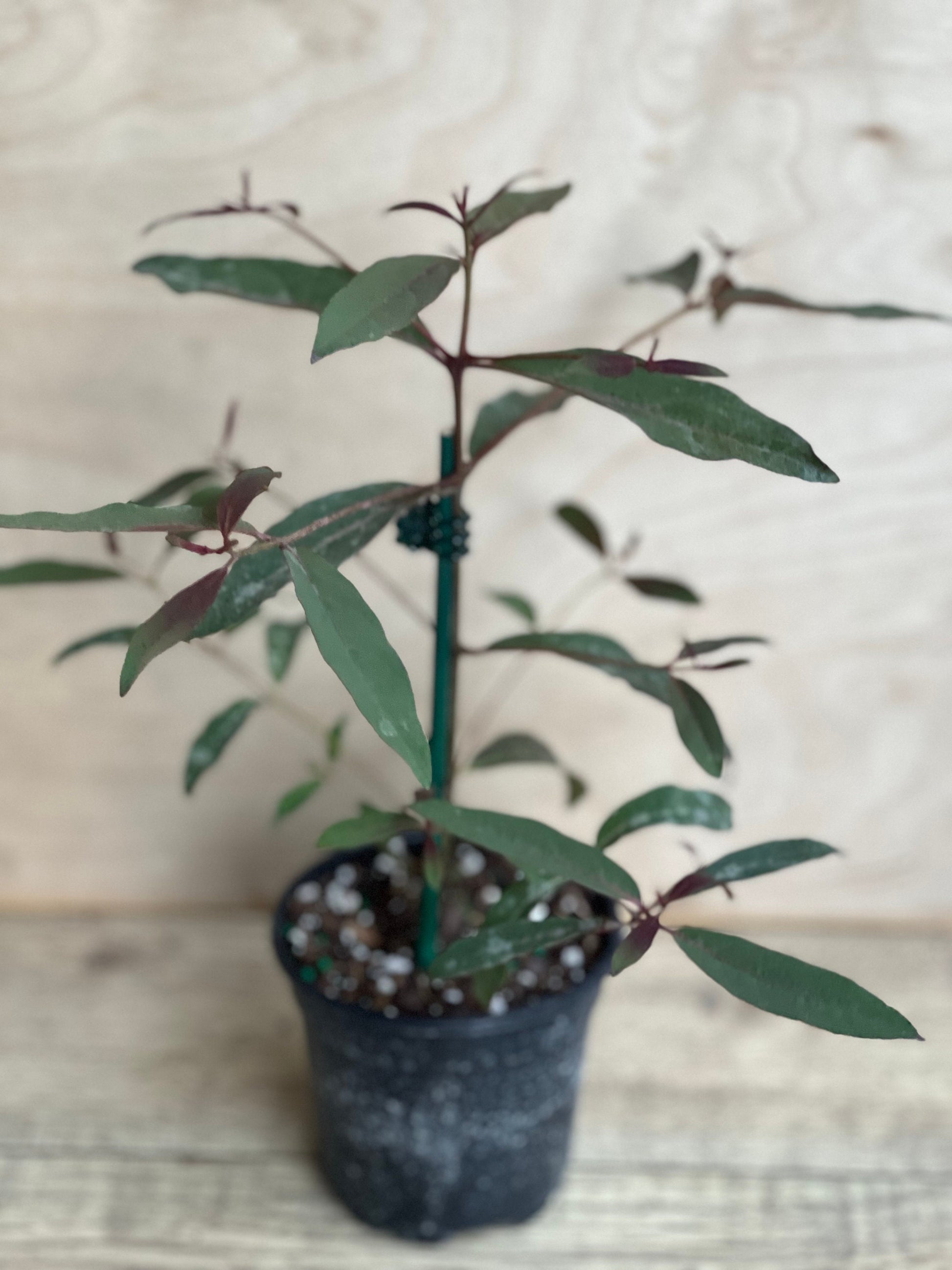 Rainbow Eucalyptus, deglupta, in 4" Pot