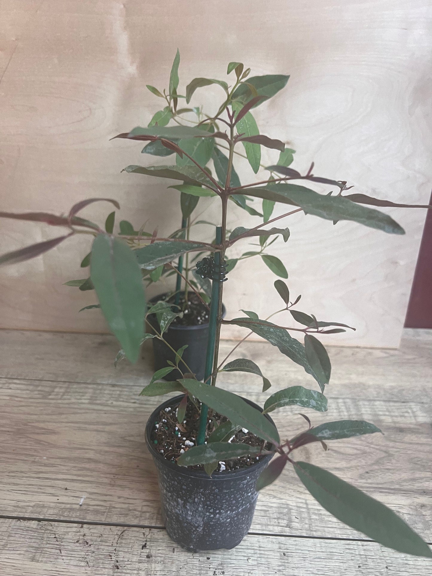 Rainbow Eucalyptus, deglupta, in 4" Pot