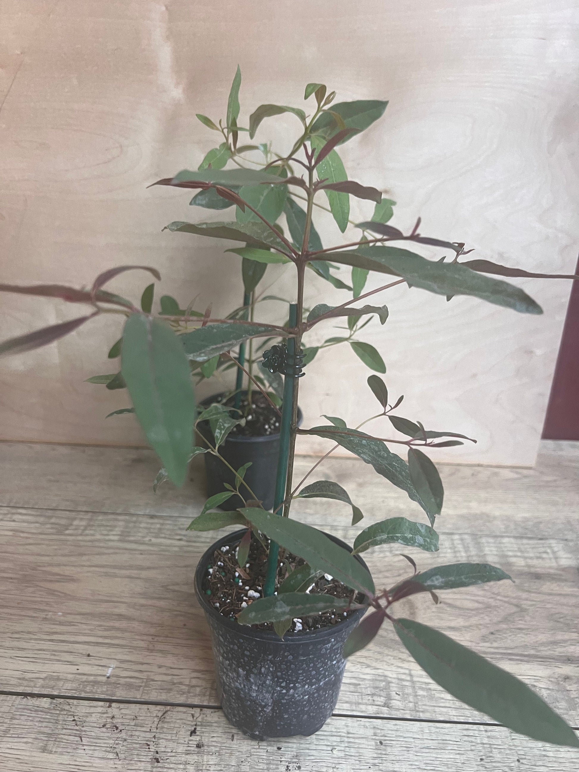 Rainbow Eucalyptus, deglupta, in 4" Pot