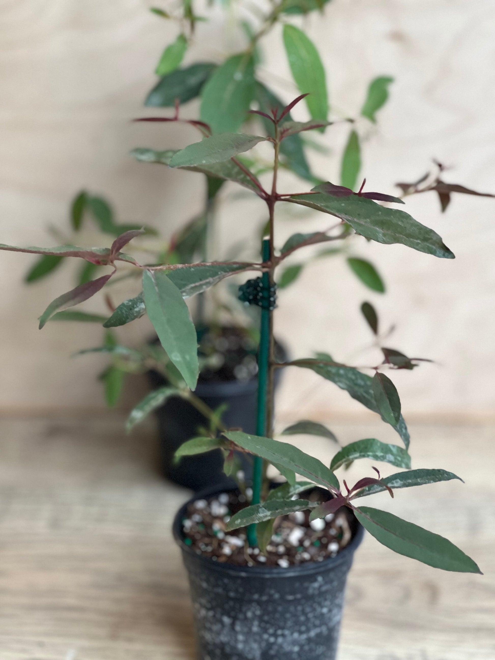 Rainbow Eucalyptus, deglupta, in 4" Pot