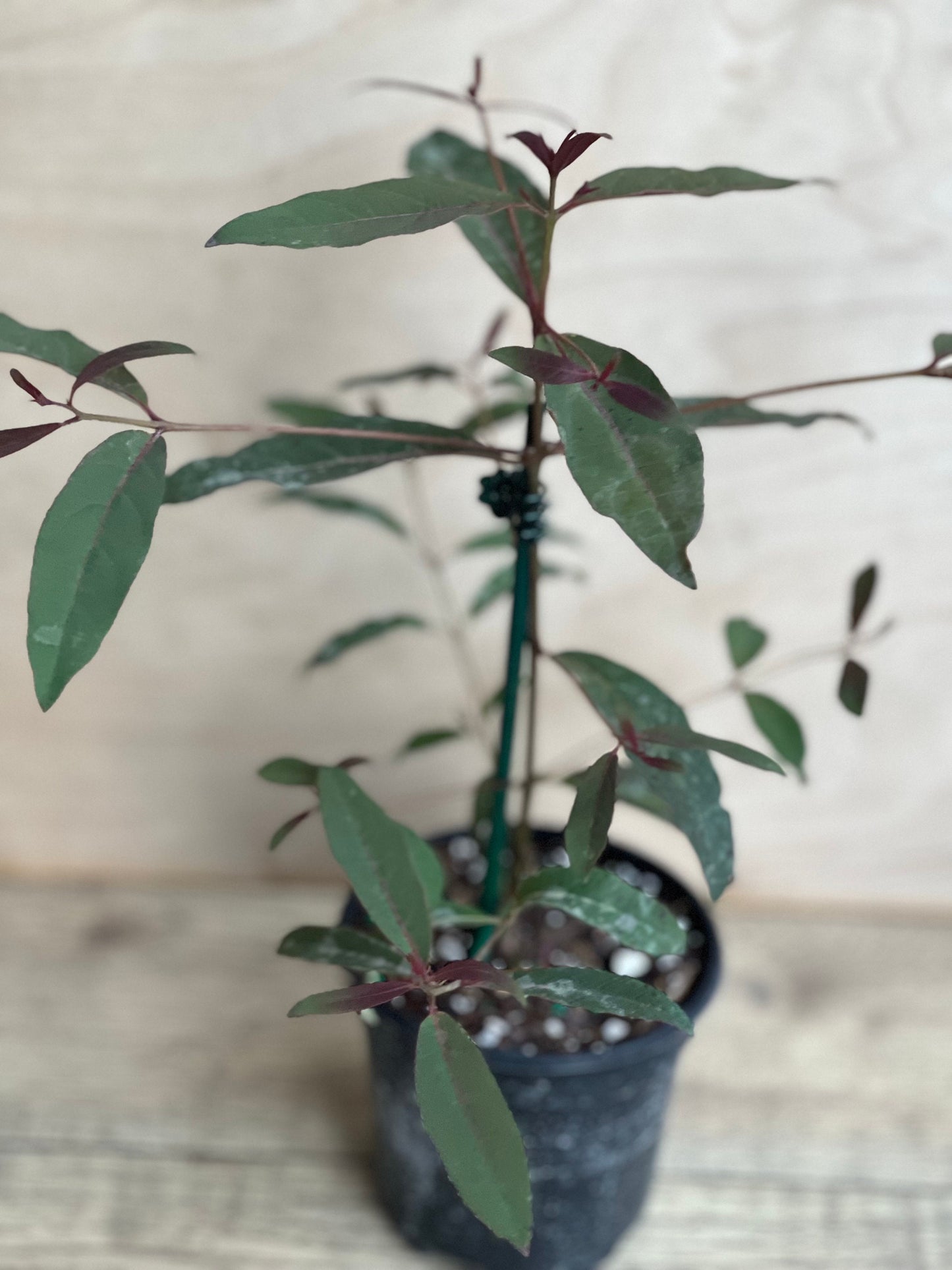 Rainbow Eucalyptus, deglupta, in 4" Pot
