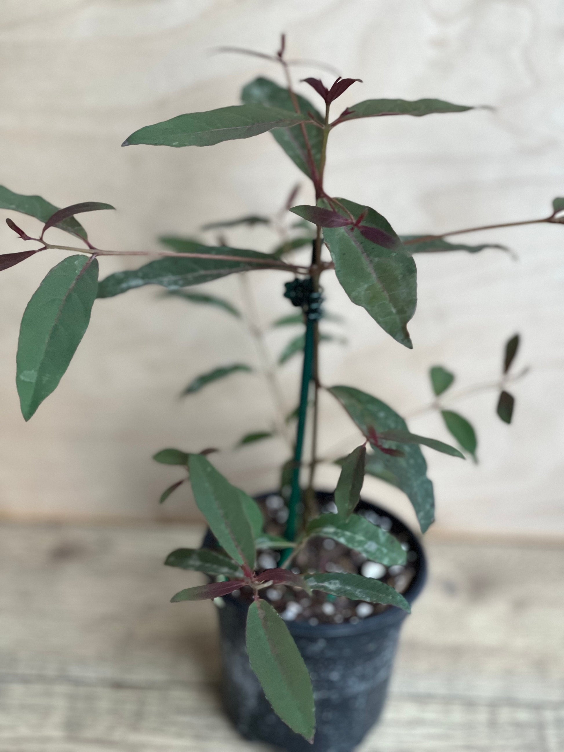 Rainbow Eucalyptus, deglupta, in 4" Pot
