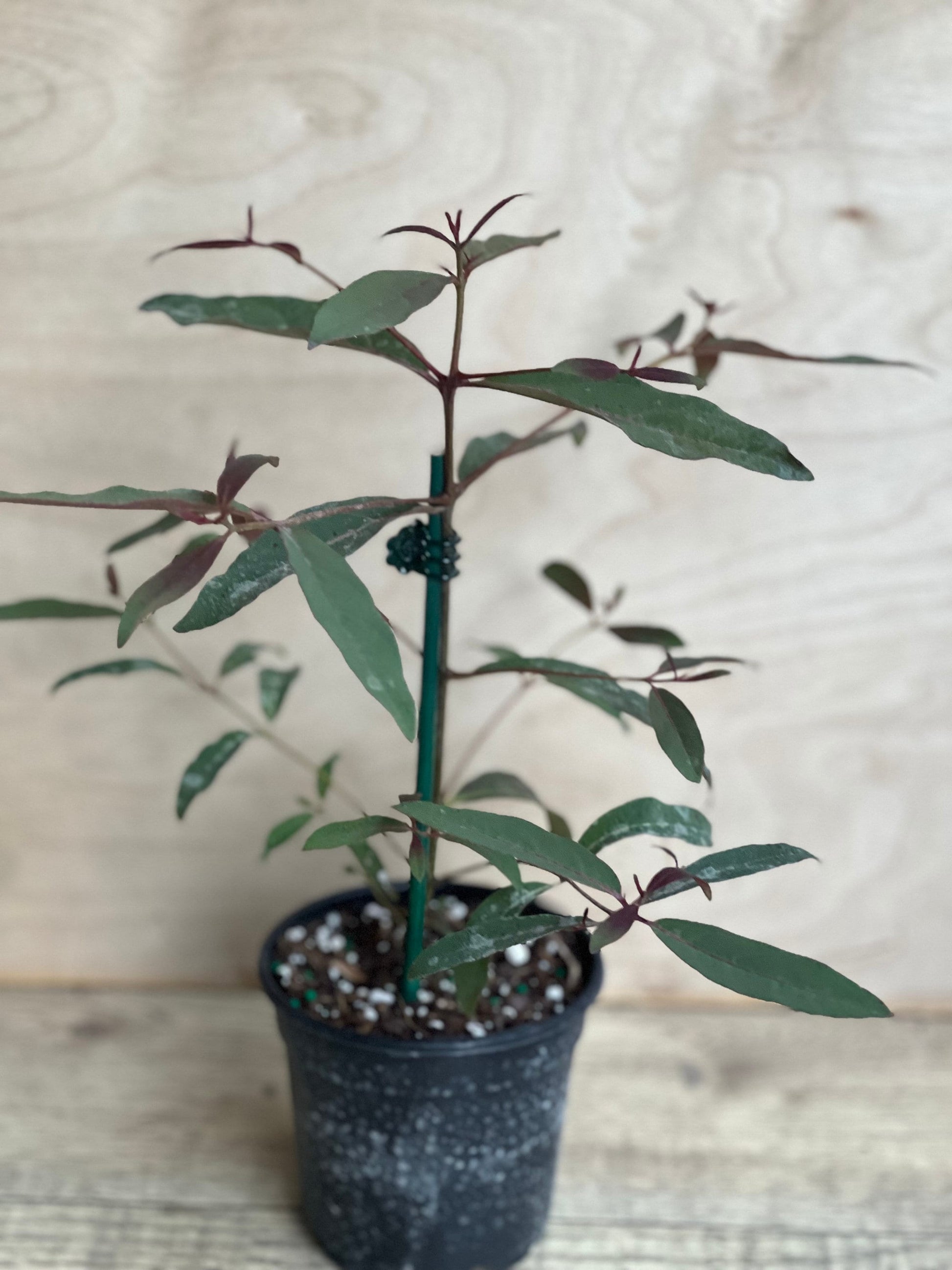 Rainbow Eucalyptus, deglupta, in 4" Pot