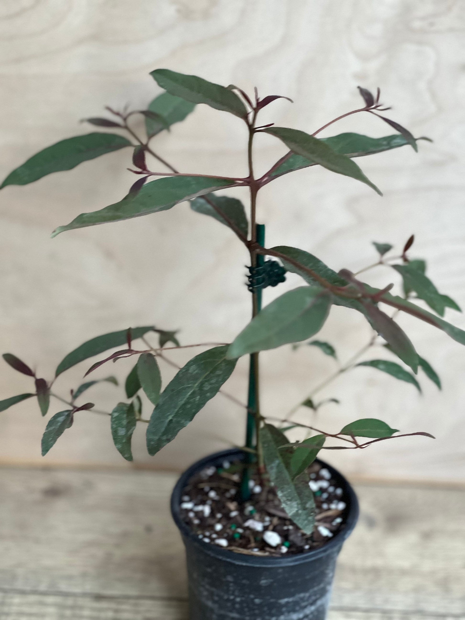 Rainbow Eucalyptus, deglupta, in 4" Pot
