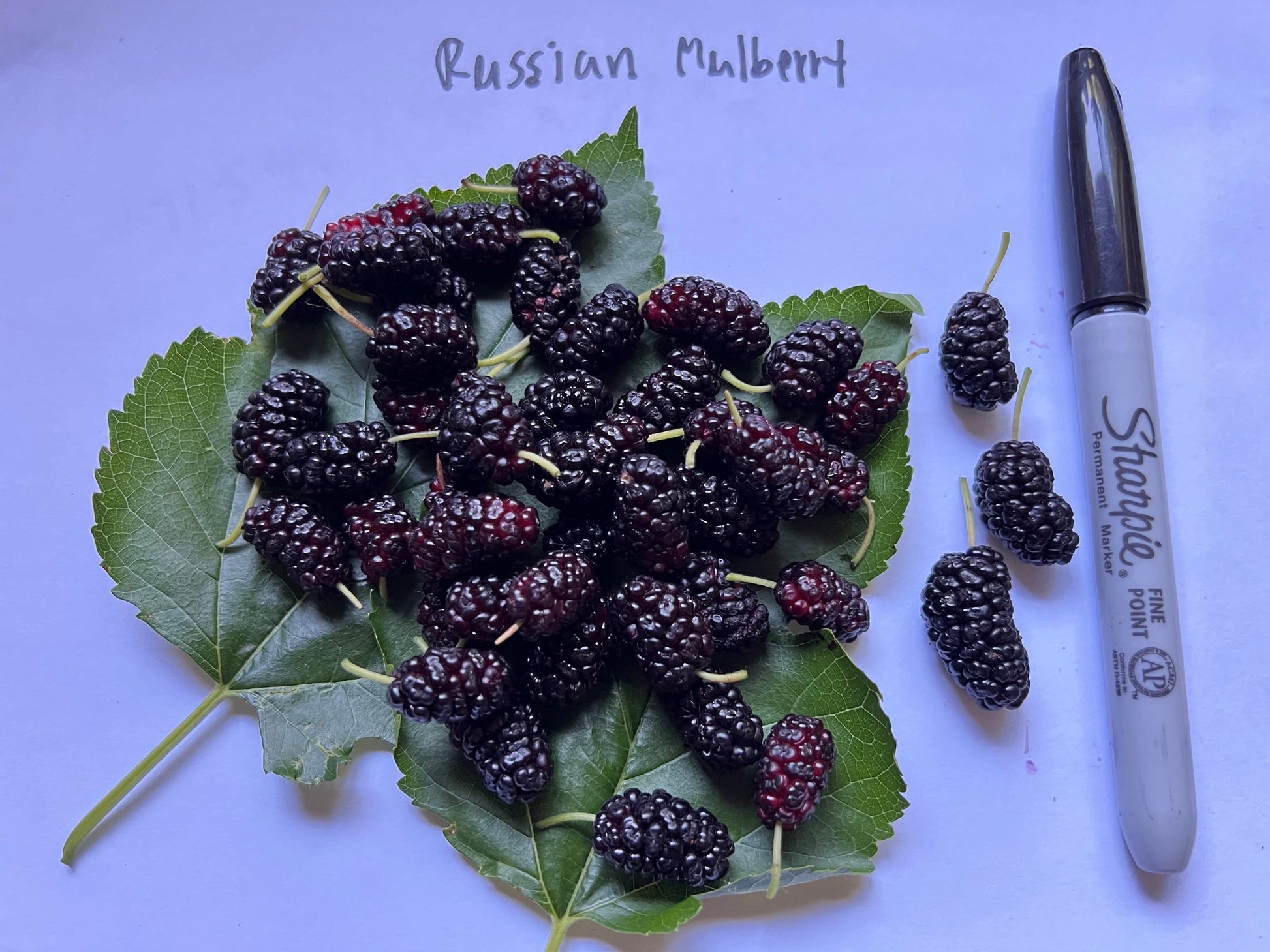Perennial 15 Mulberry Cuttings Unrooted 5-8 inches